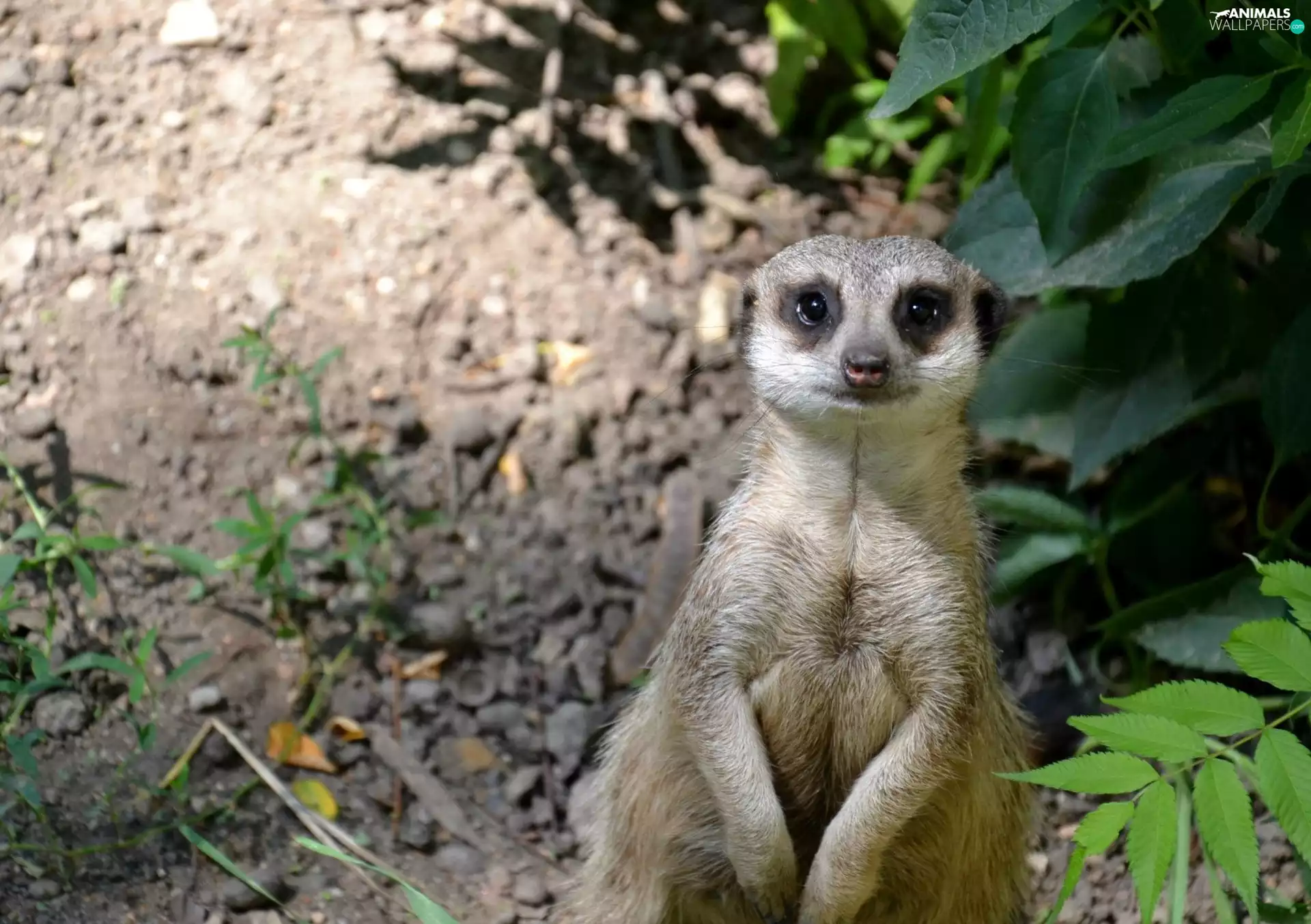 Meerkat, Leaf