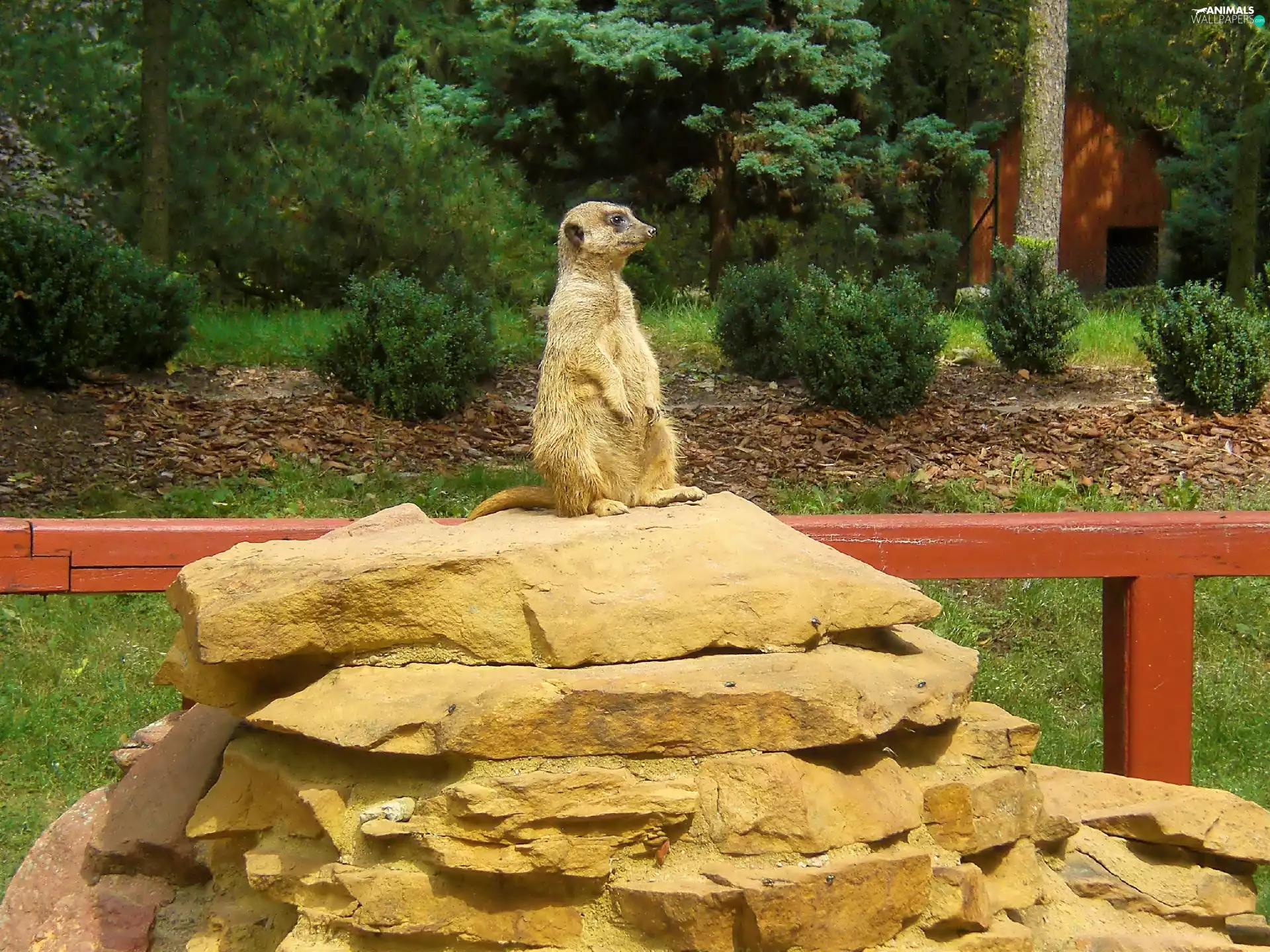 Meerkat, rocks