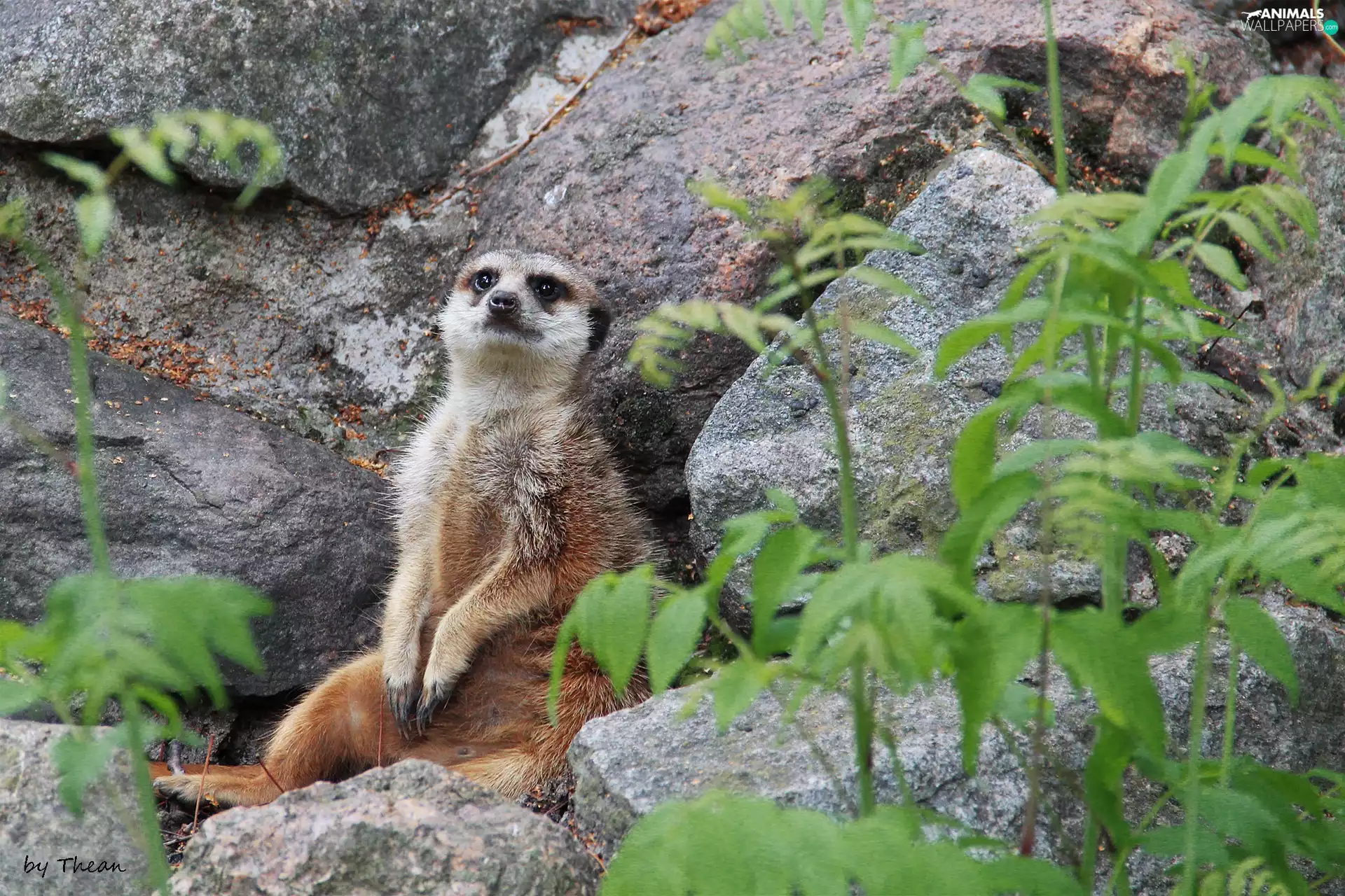 Meerkat, rocks