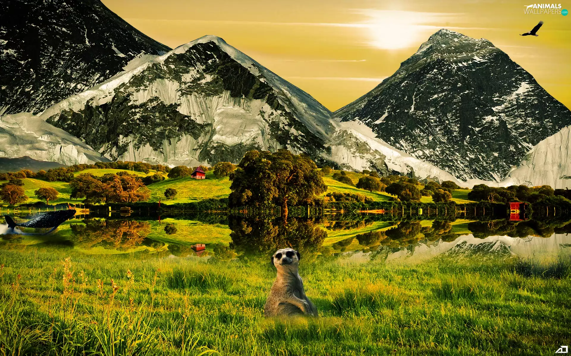 grass, Meerkat, trees, viewes, Mountains