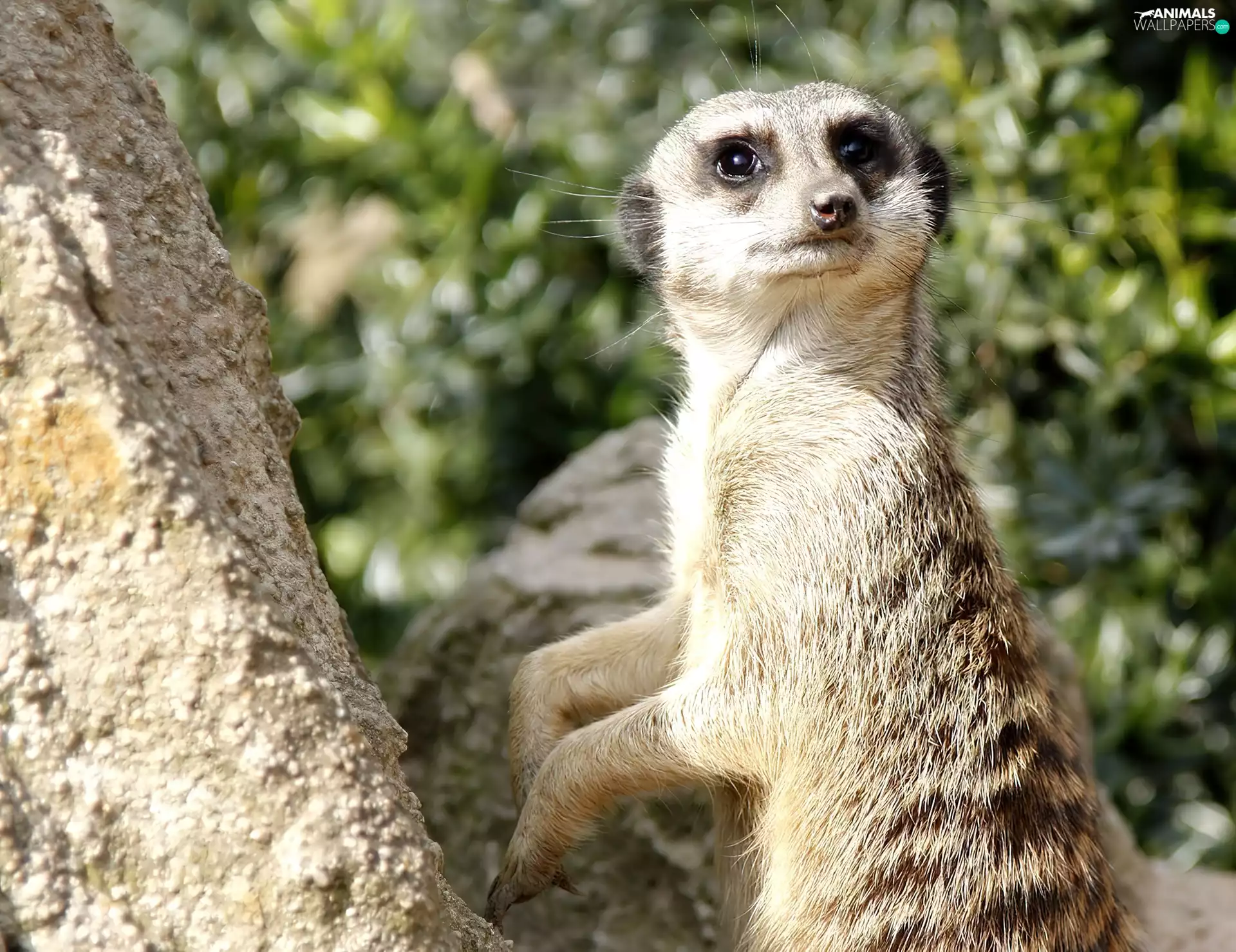 Meerkat