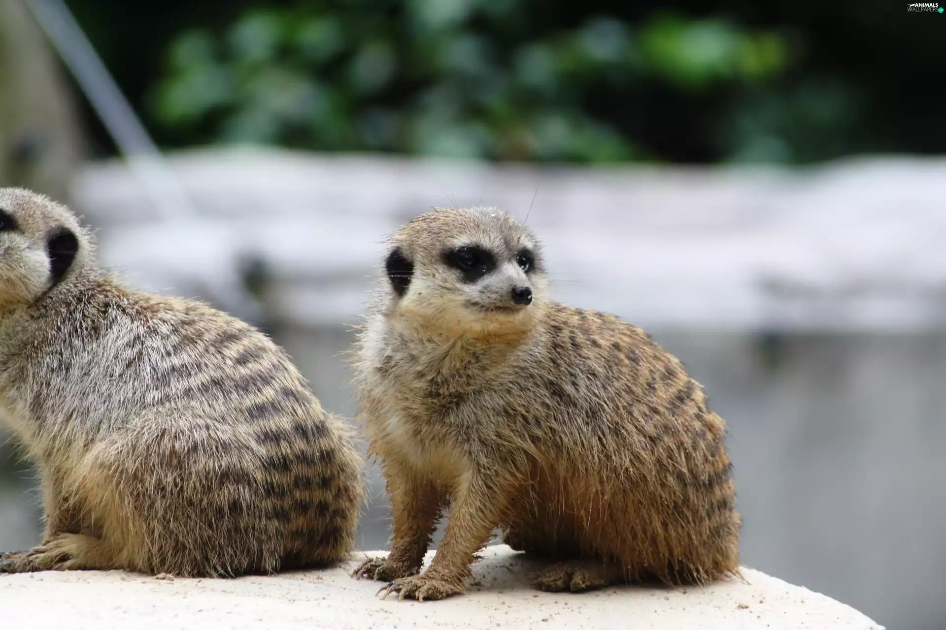 Meerkats