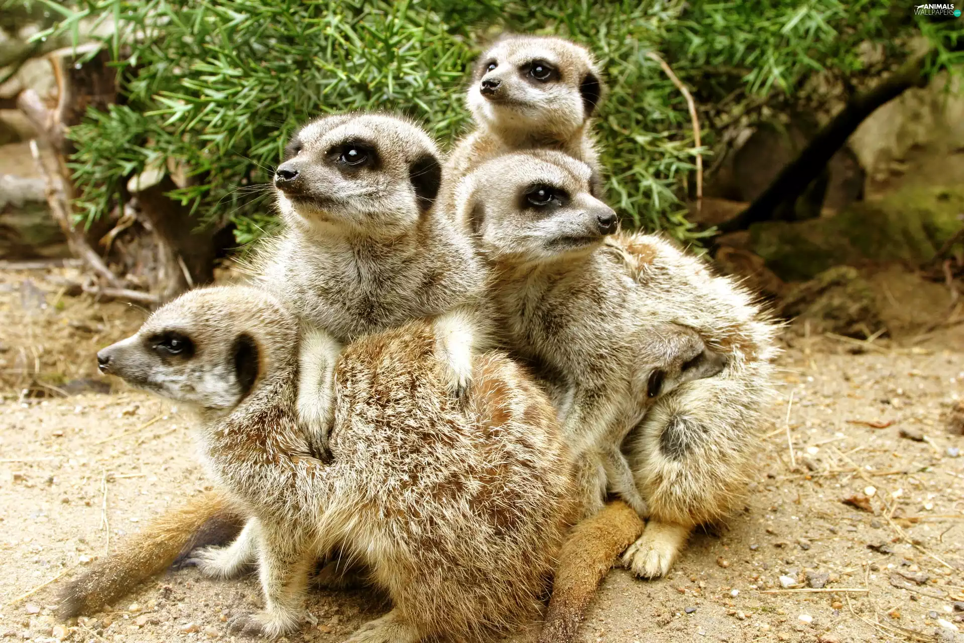Meerkats, Park