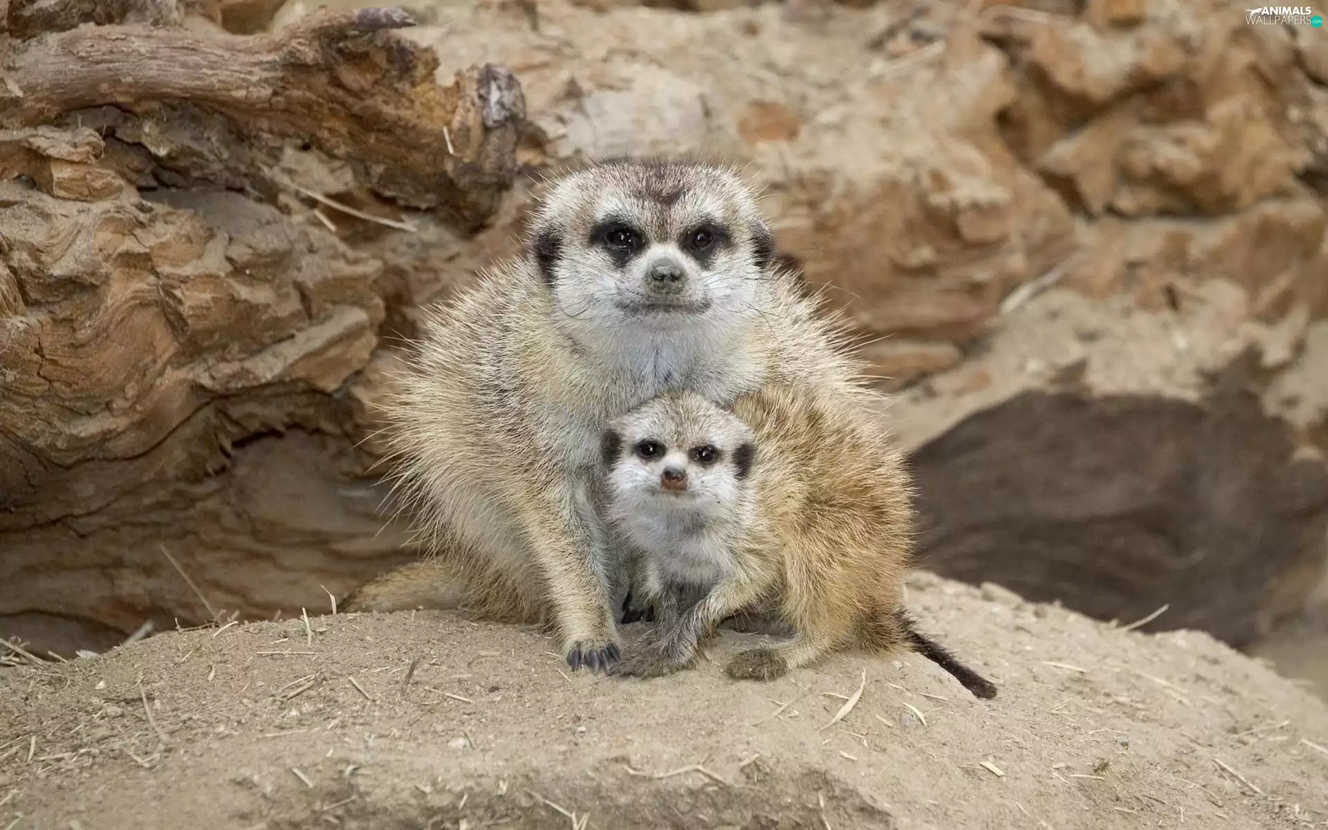 Meerkats, Rocks