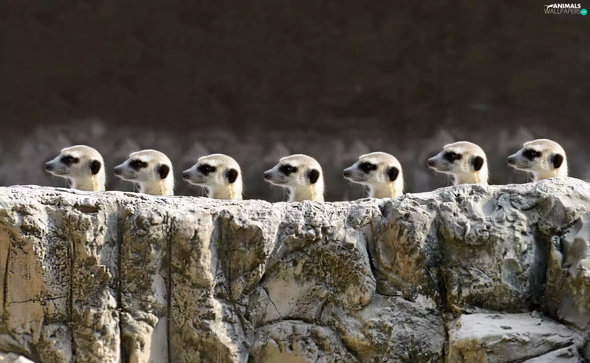 Meerkats, Stone
