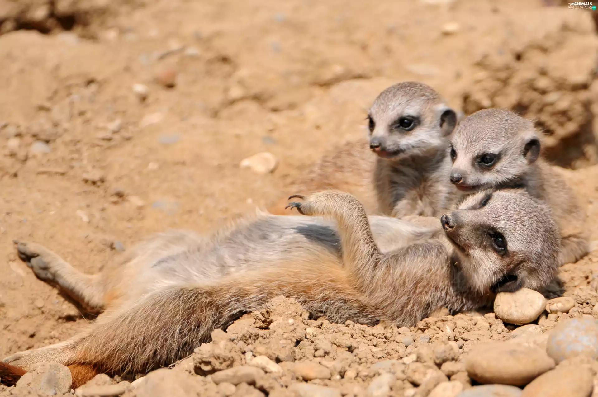 Meerkats