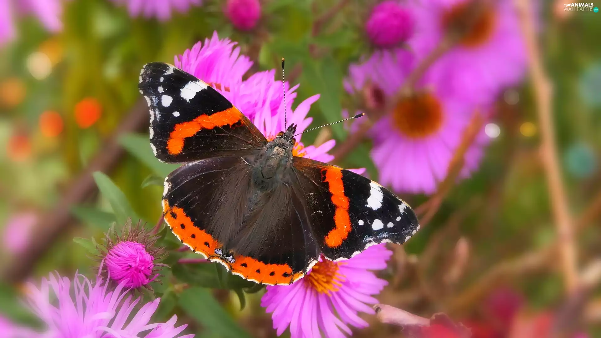 Mermaid Admiral, butterfly