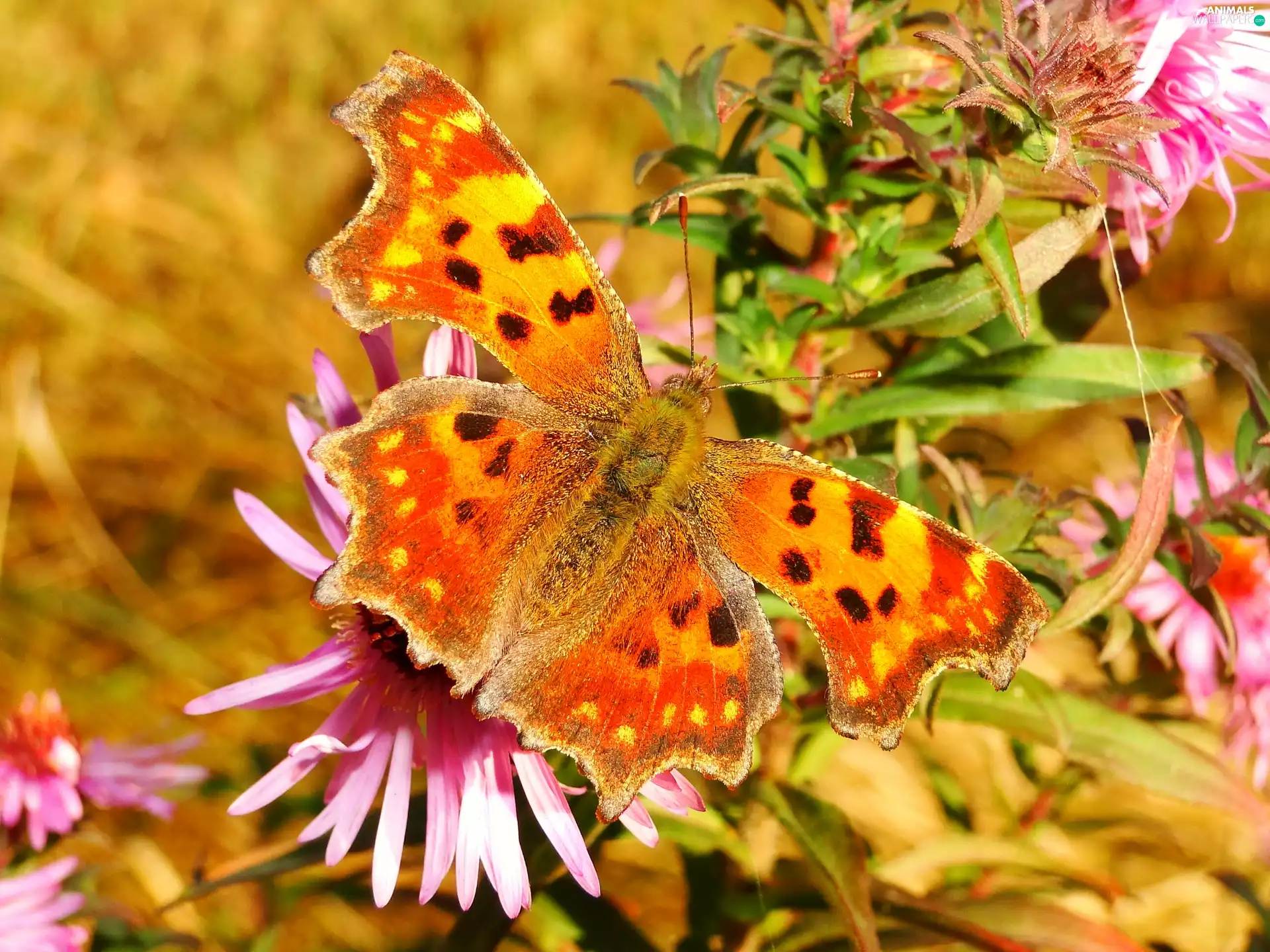 Mermaid Ceik, butterfly