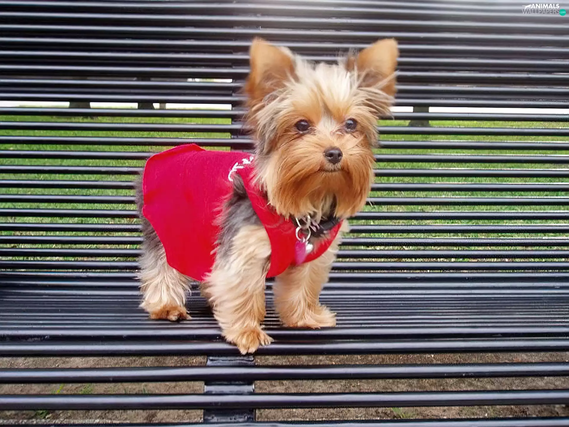 Dressed, Metal, Bench, Yorkshire Terrier