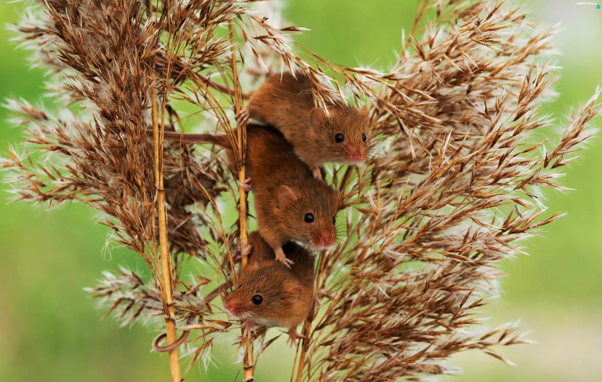 Micromys Minutus, grass