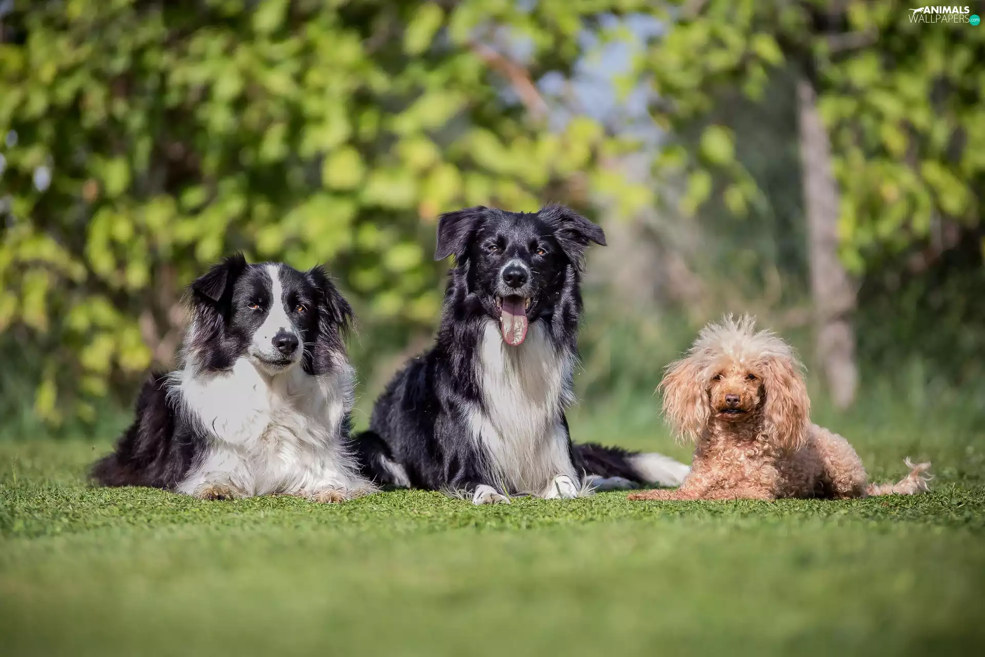 Lawn, Border Collie, Miniature Poodle, Dogs