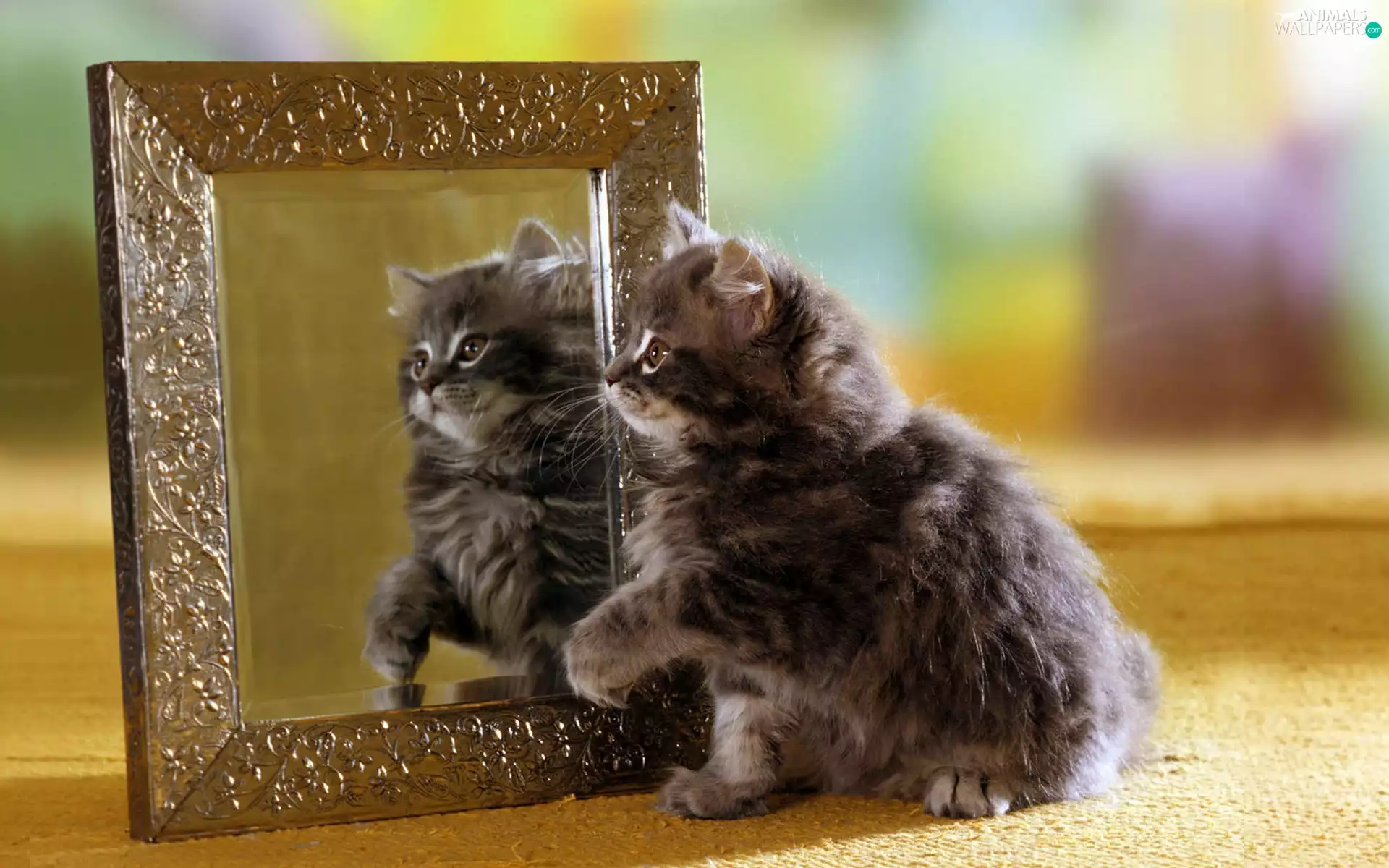 Mirror, small, kitten