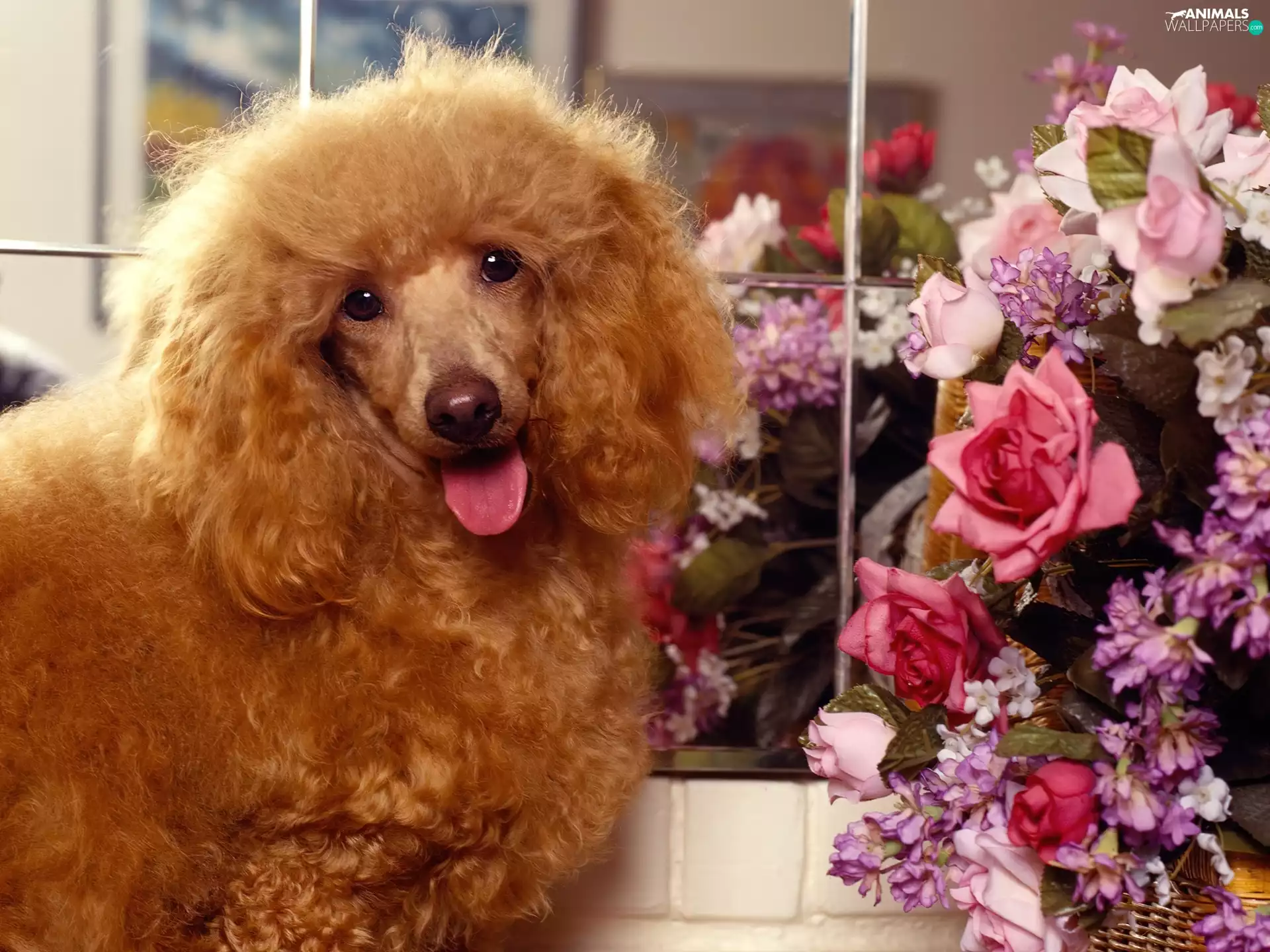 Flowers, Mirror, poodle, Brown, dog