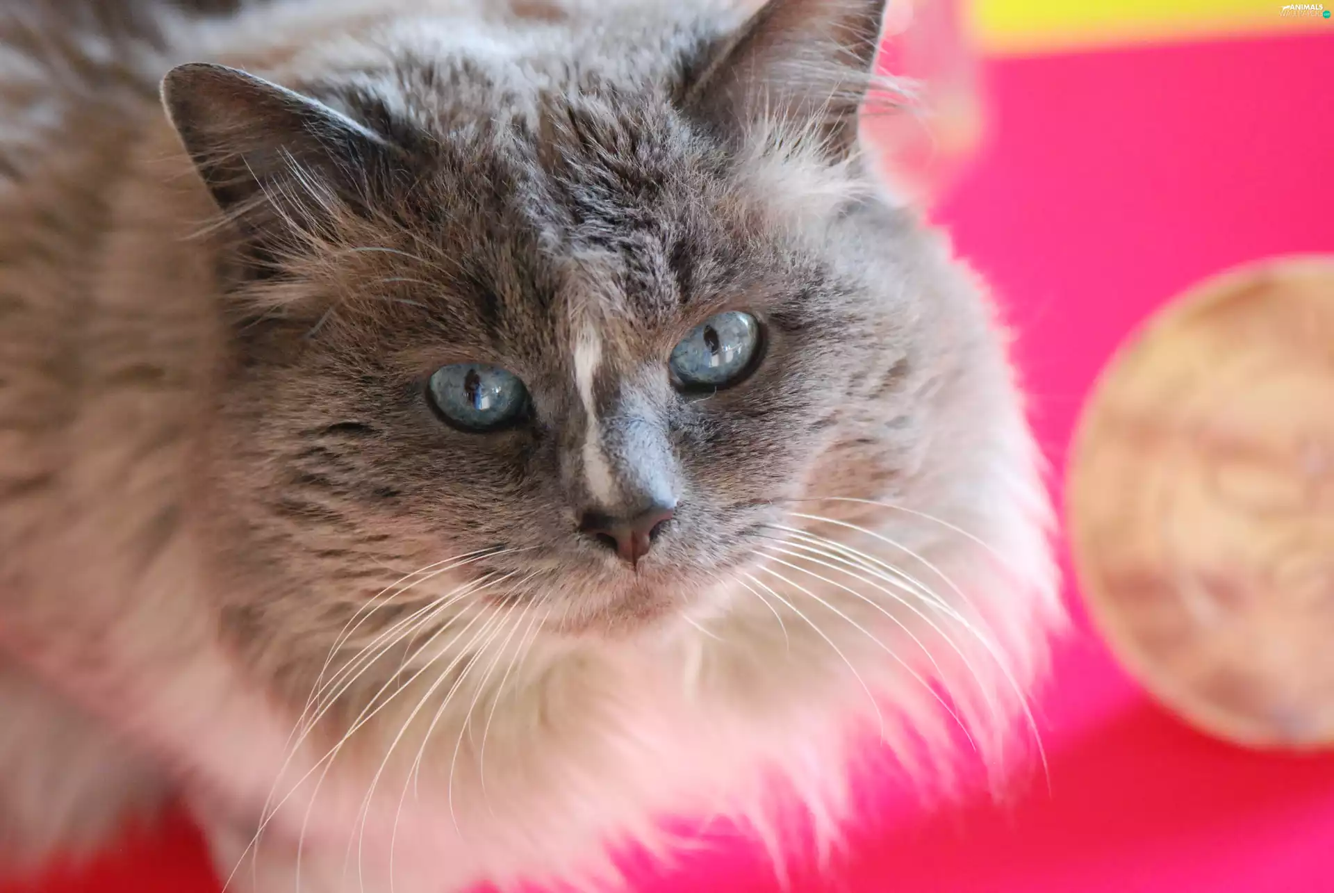 cat, Siberian Cat, Mischa, Neva Masquerade