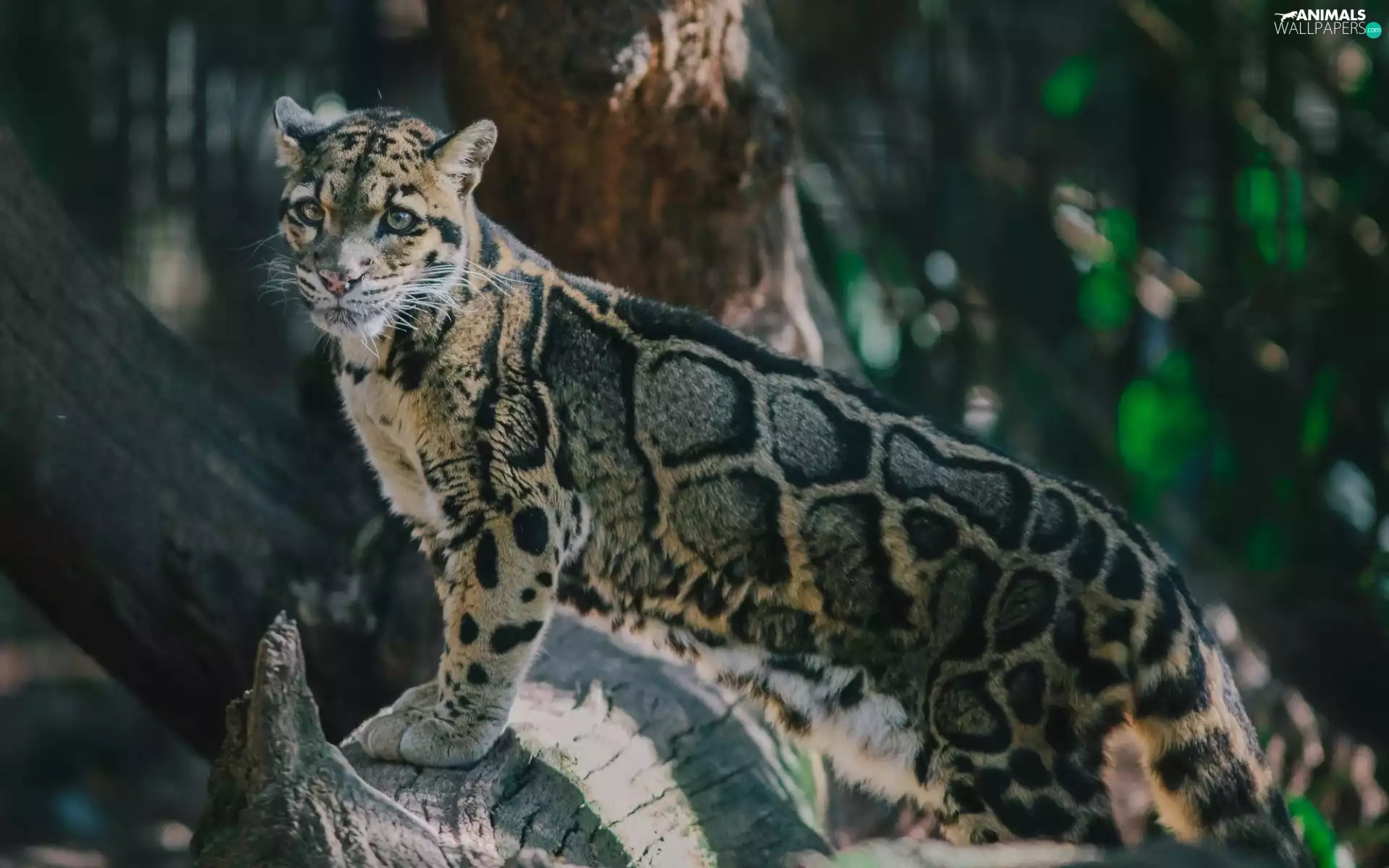 Panther, trees, forest, Misty