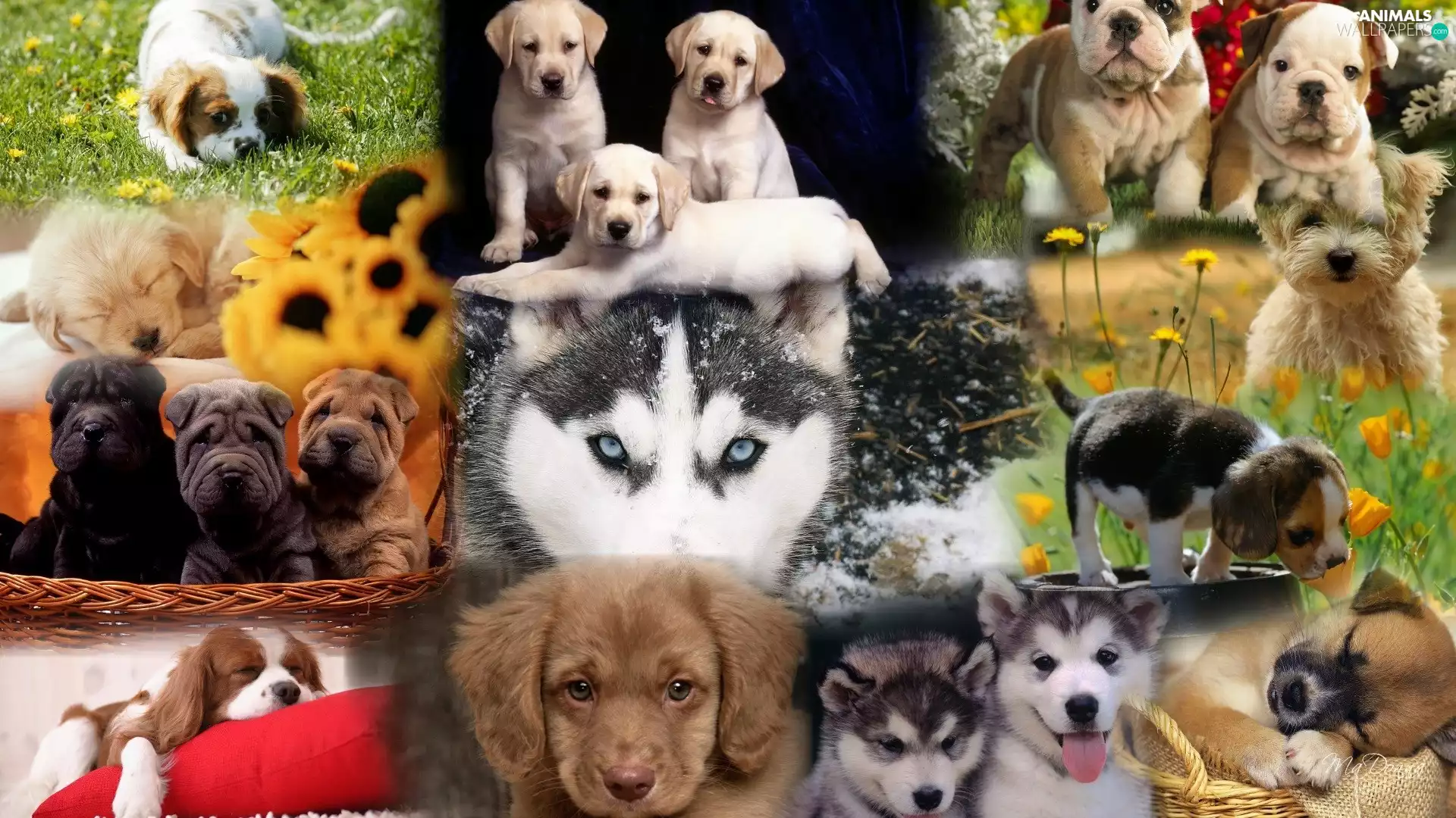 Mix, Dogs, wallpaper