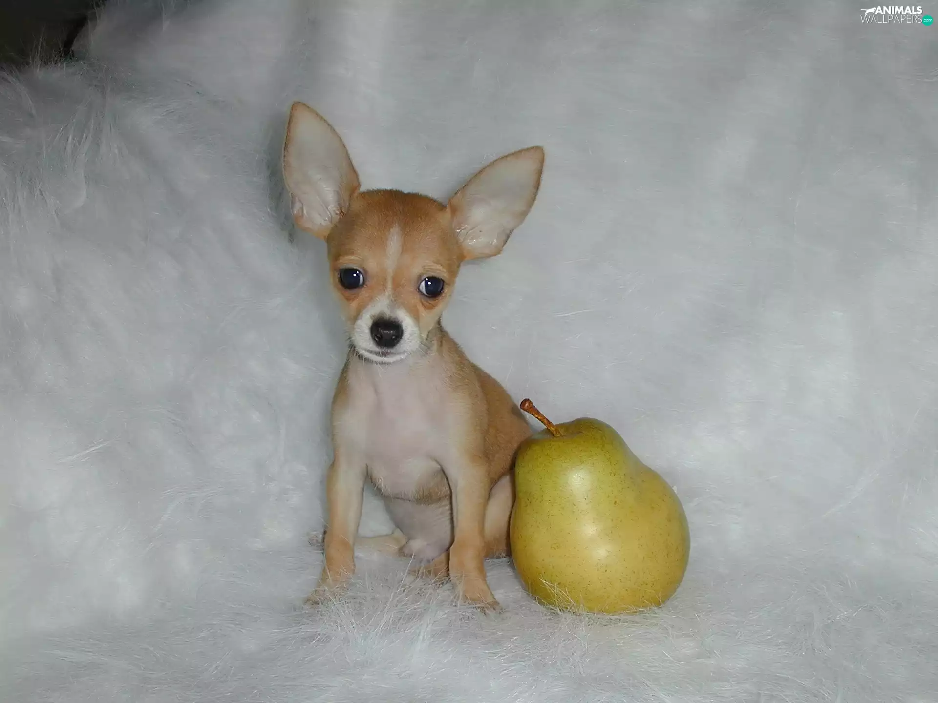 Chihuahua, Truck concrete mixer