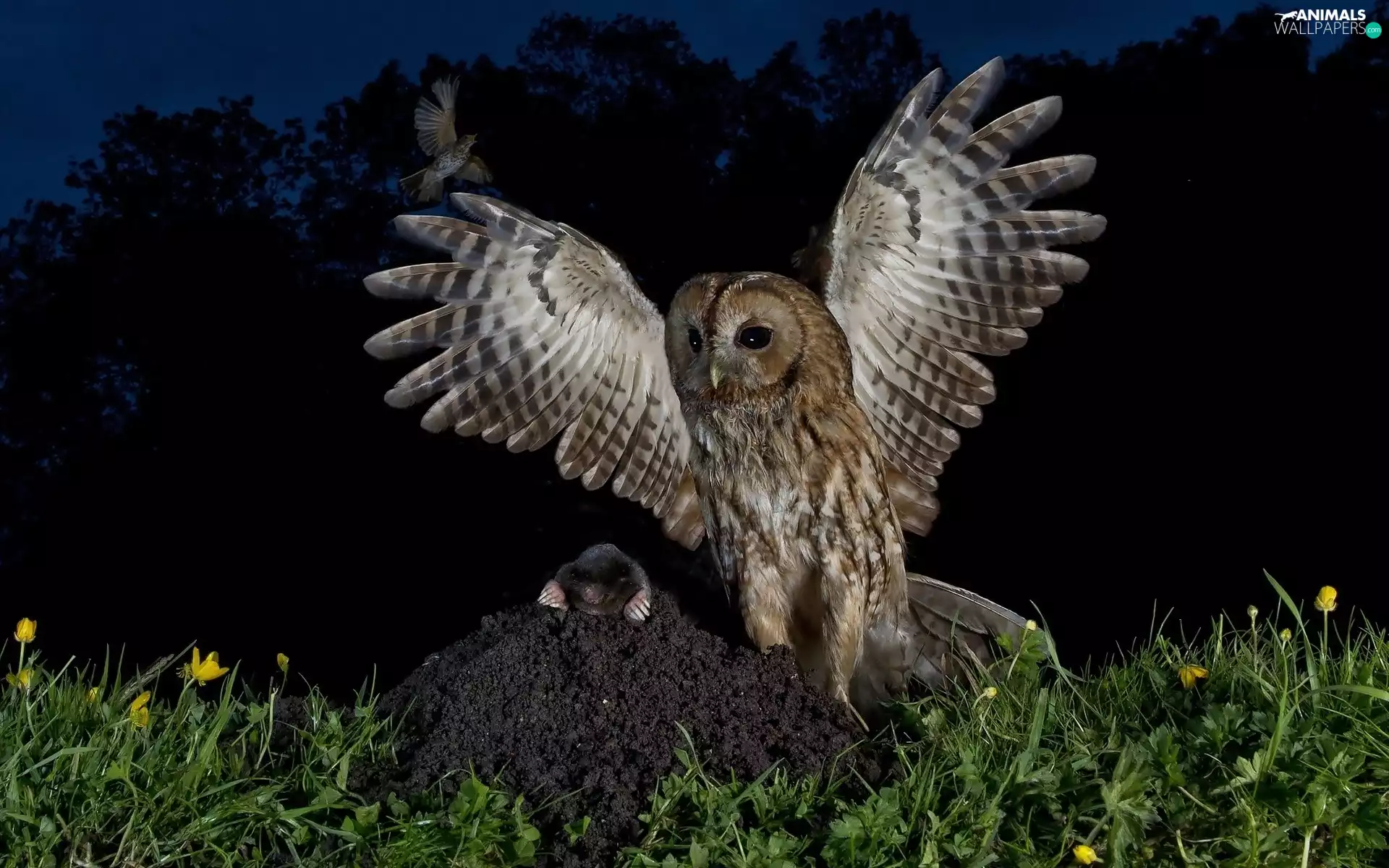 owl, Flowers, Night, Mole