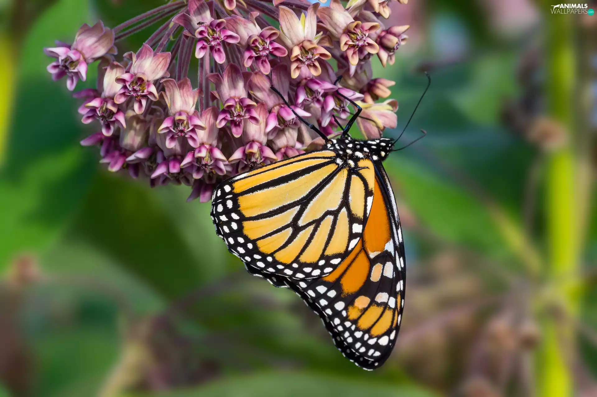 Flowers, Monarch Butterfly, rapprochement, butterfly