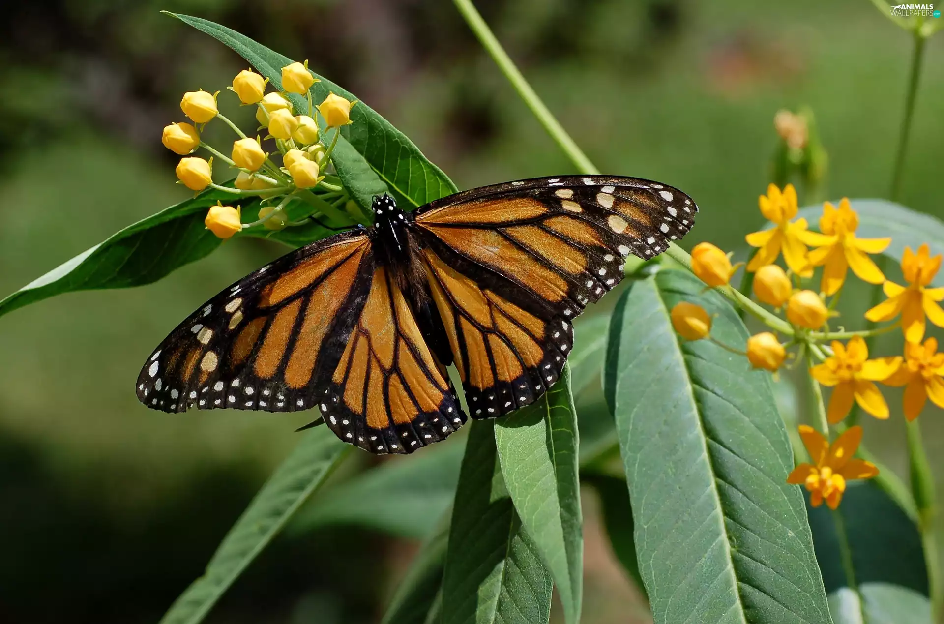 butterfly, Leaf, Flowers, Monarch