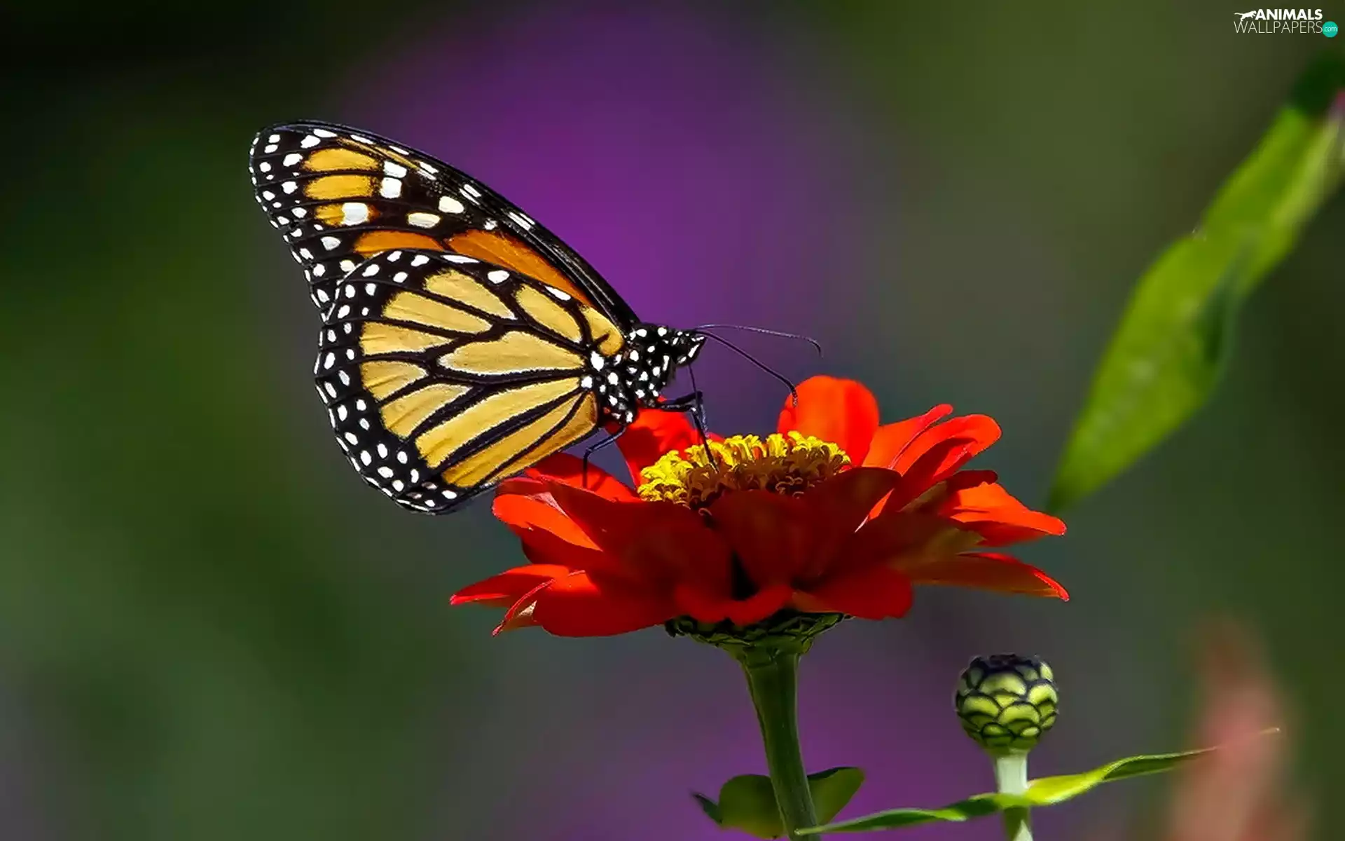 butterfly, Flower, zinnia, monarch