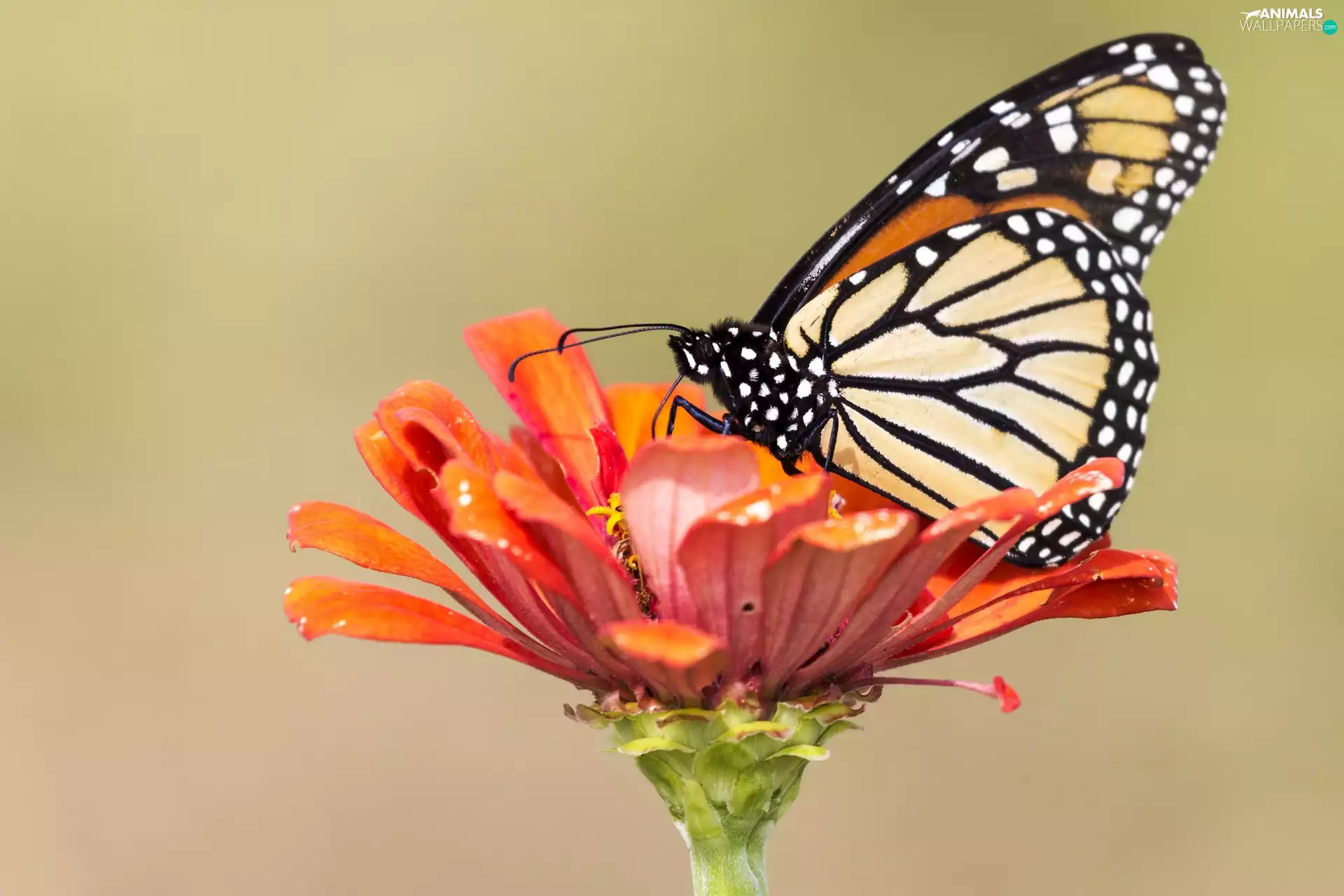Colourfull Flowers, butterfly, Monarch