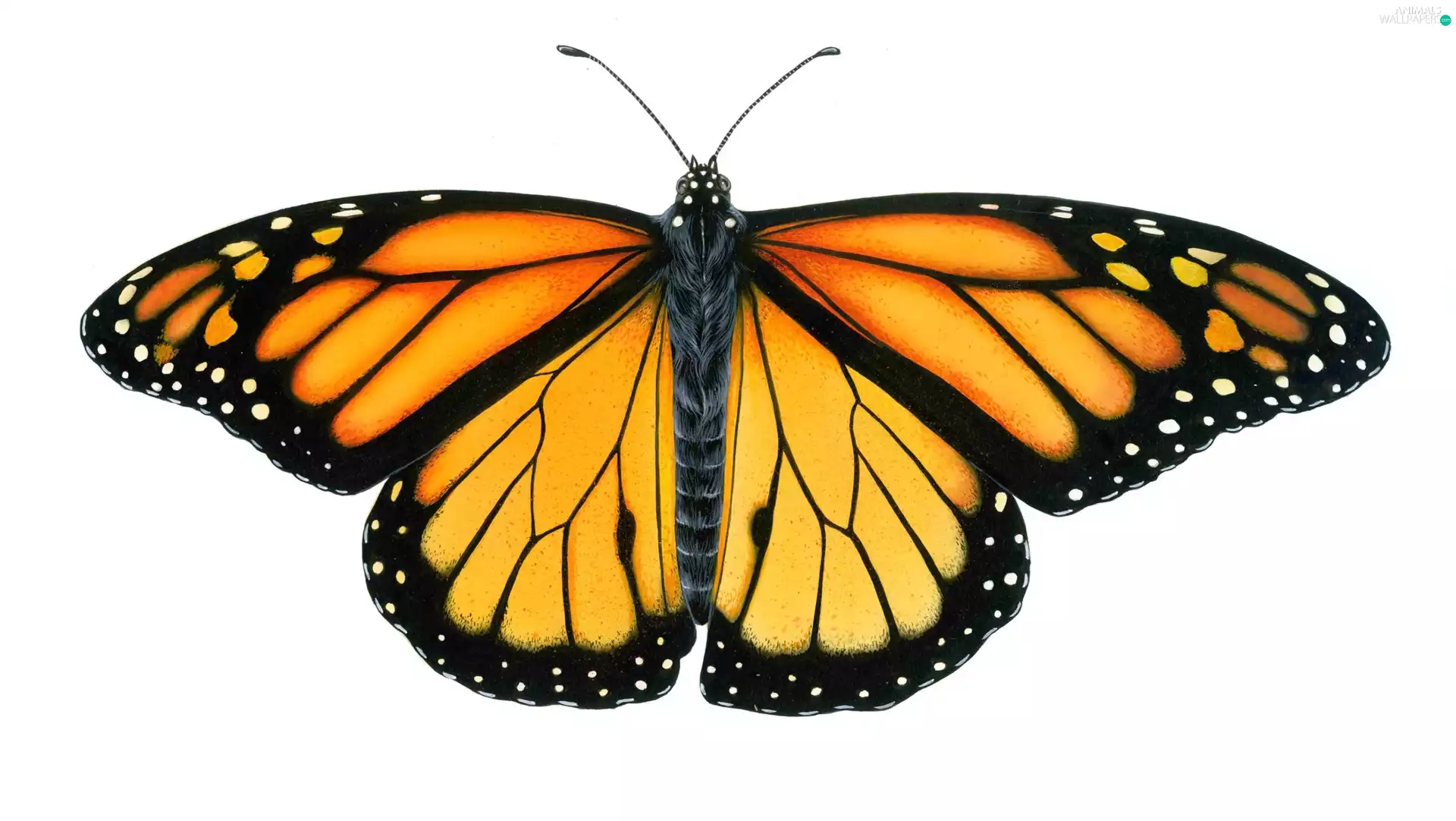white background, butterfly, Monarch