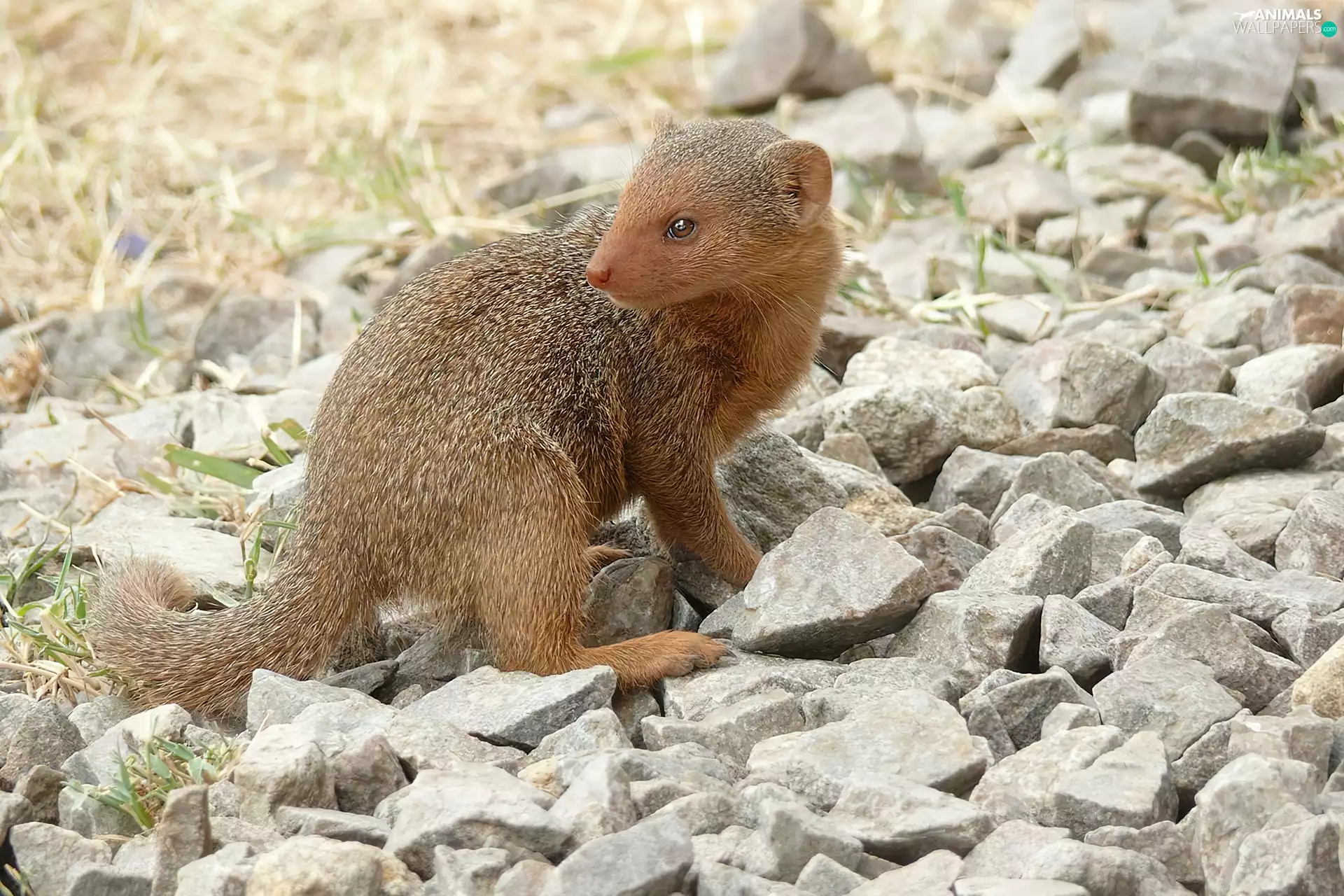 mongoose, Stones