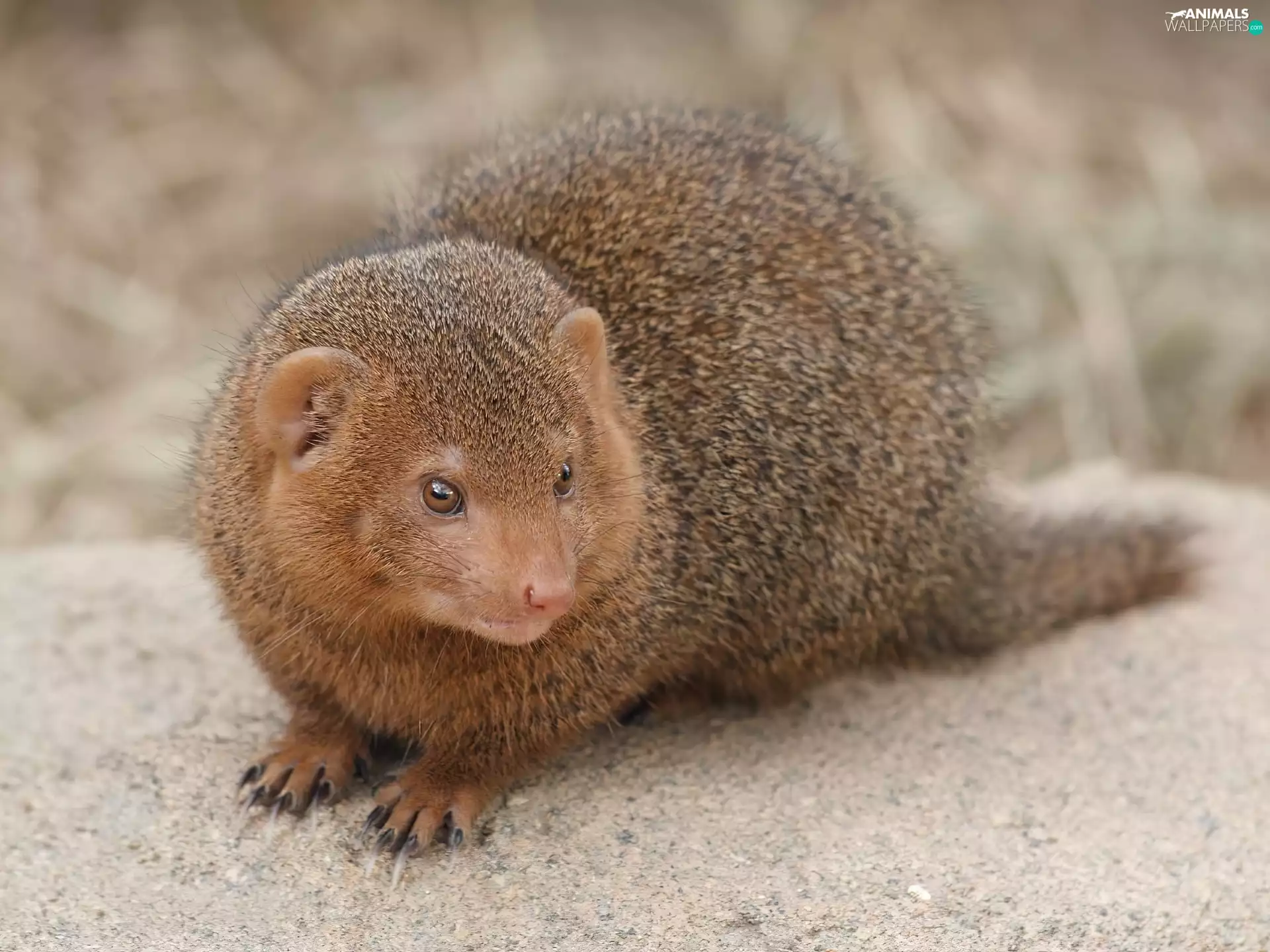 mongoose