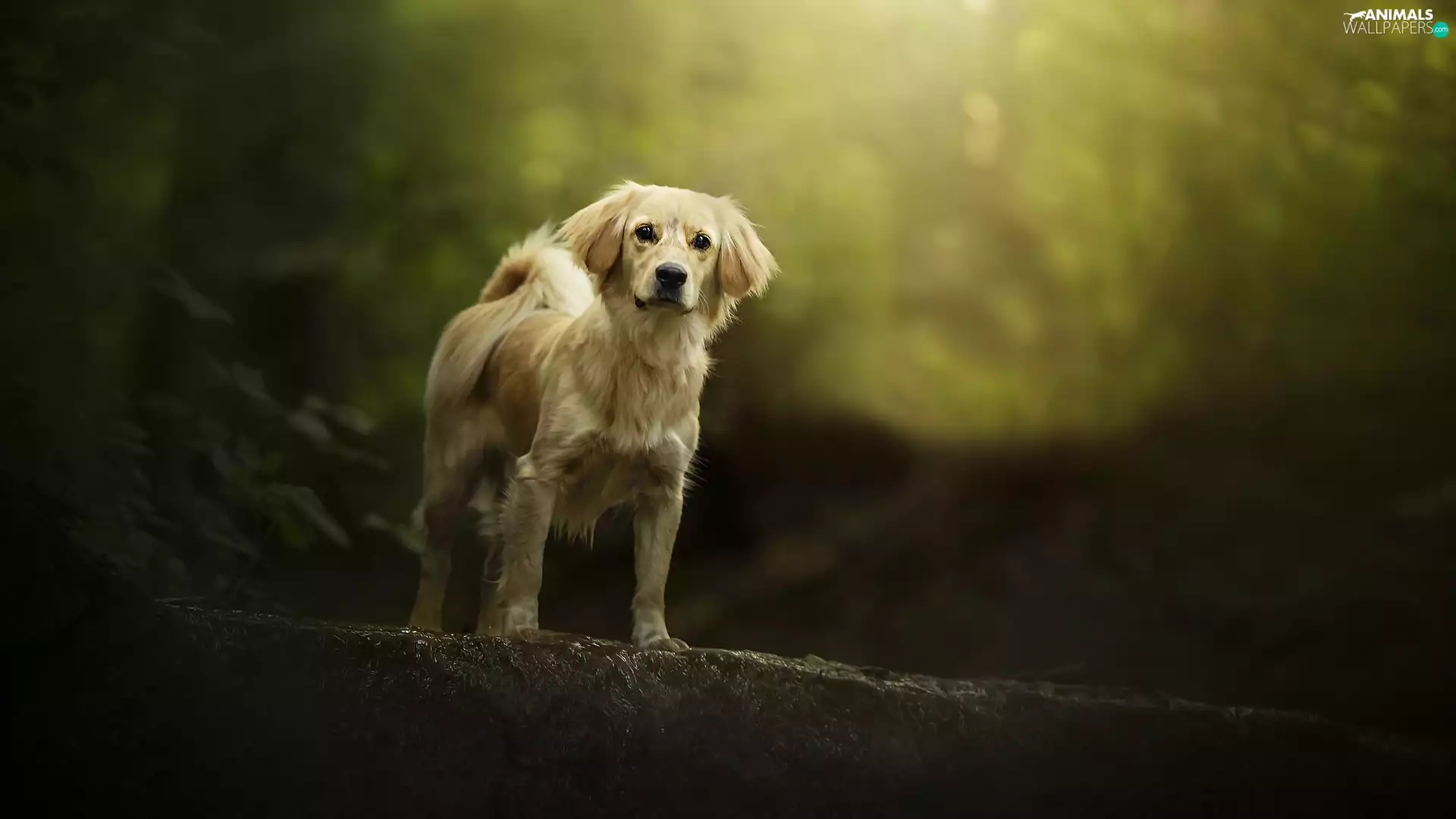 dog, fuzzy, background, mongrel