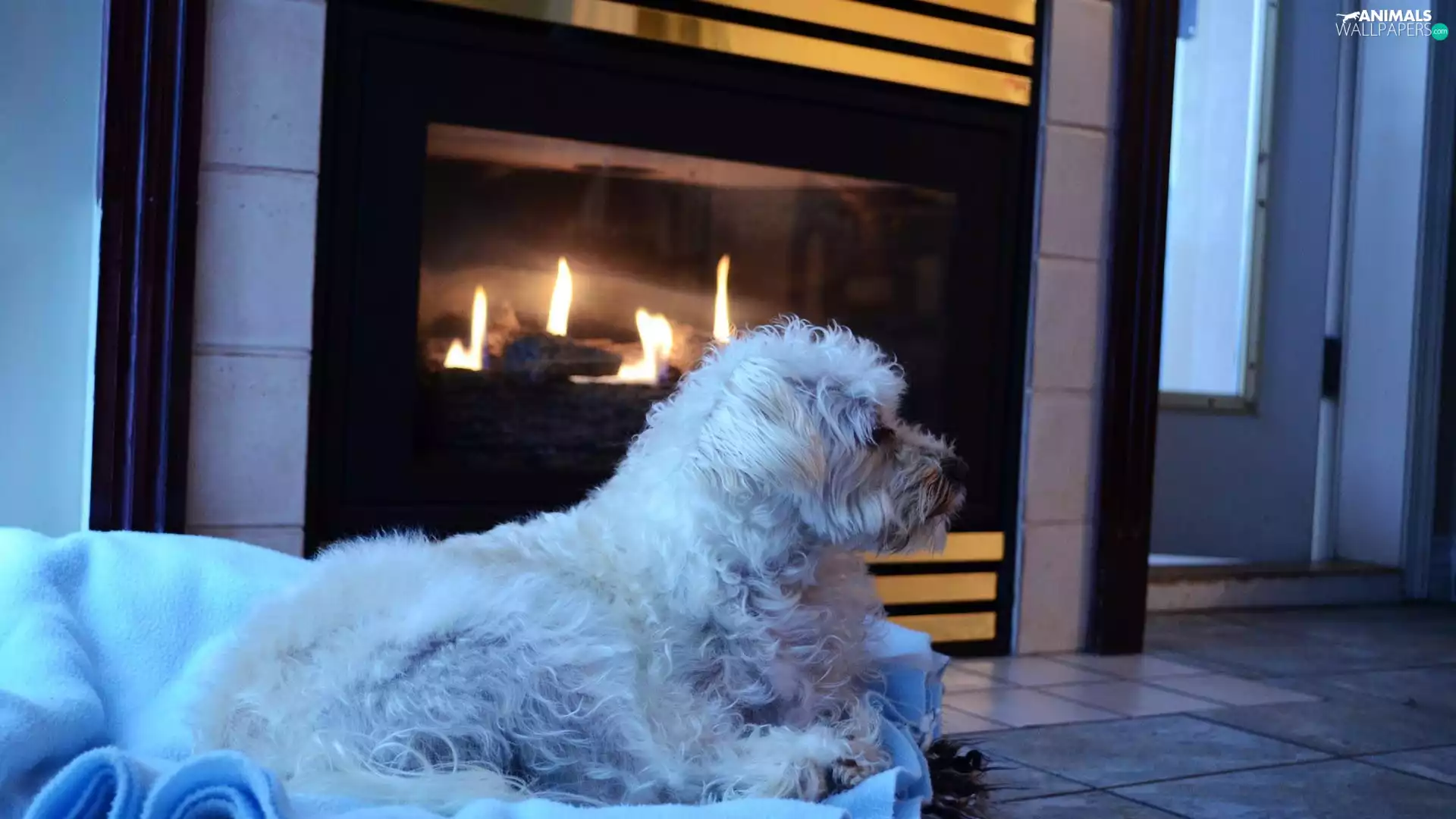 dog, at, fireplace, mongrel