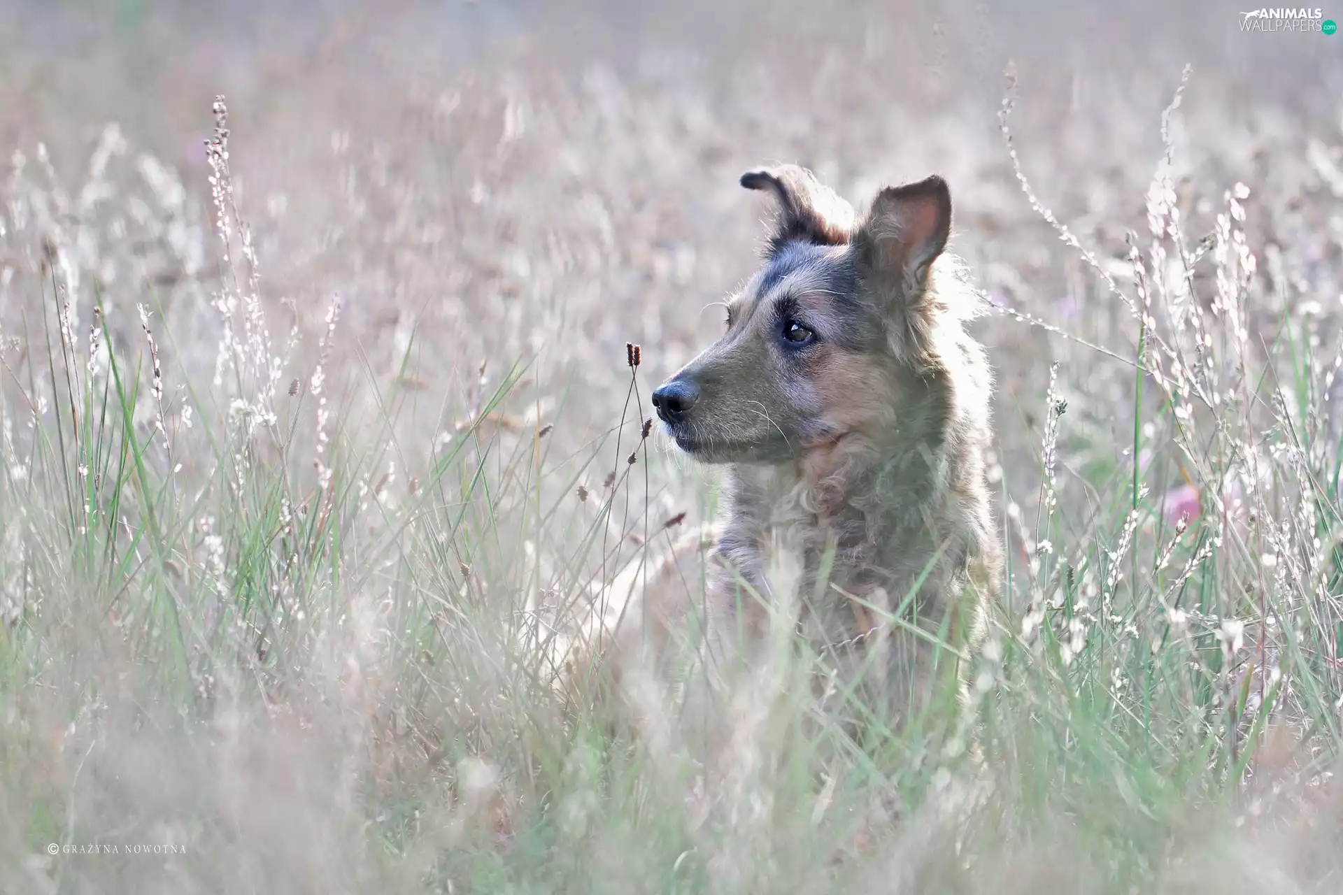 dog, Shila, Meadow, mongrel