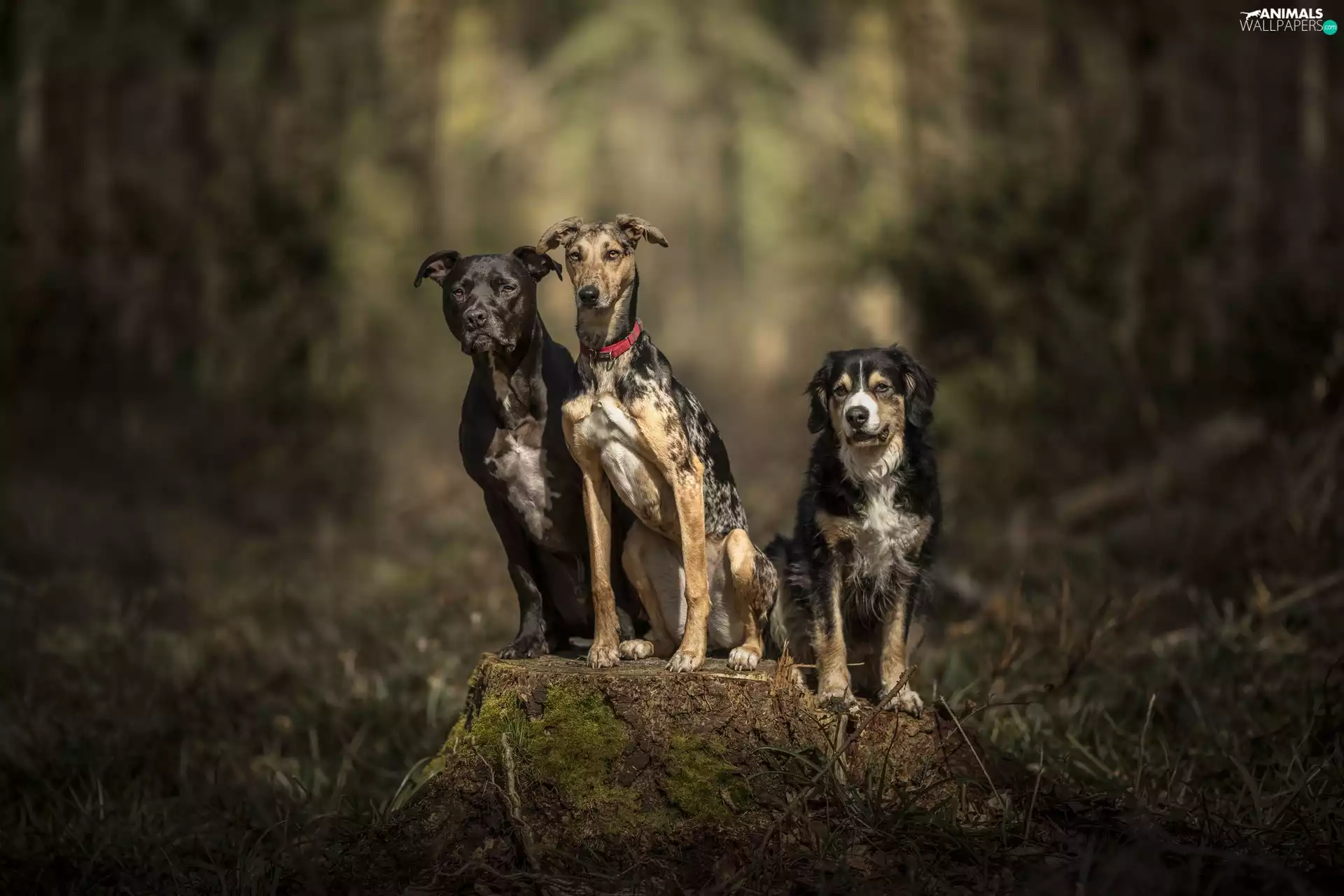 Whippet, mongrel, Dogs, Amstaff, Three