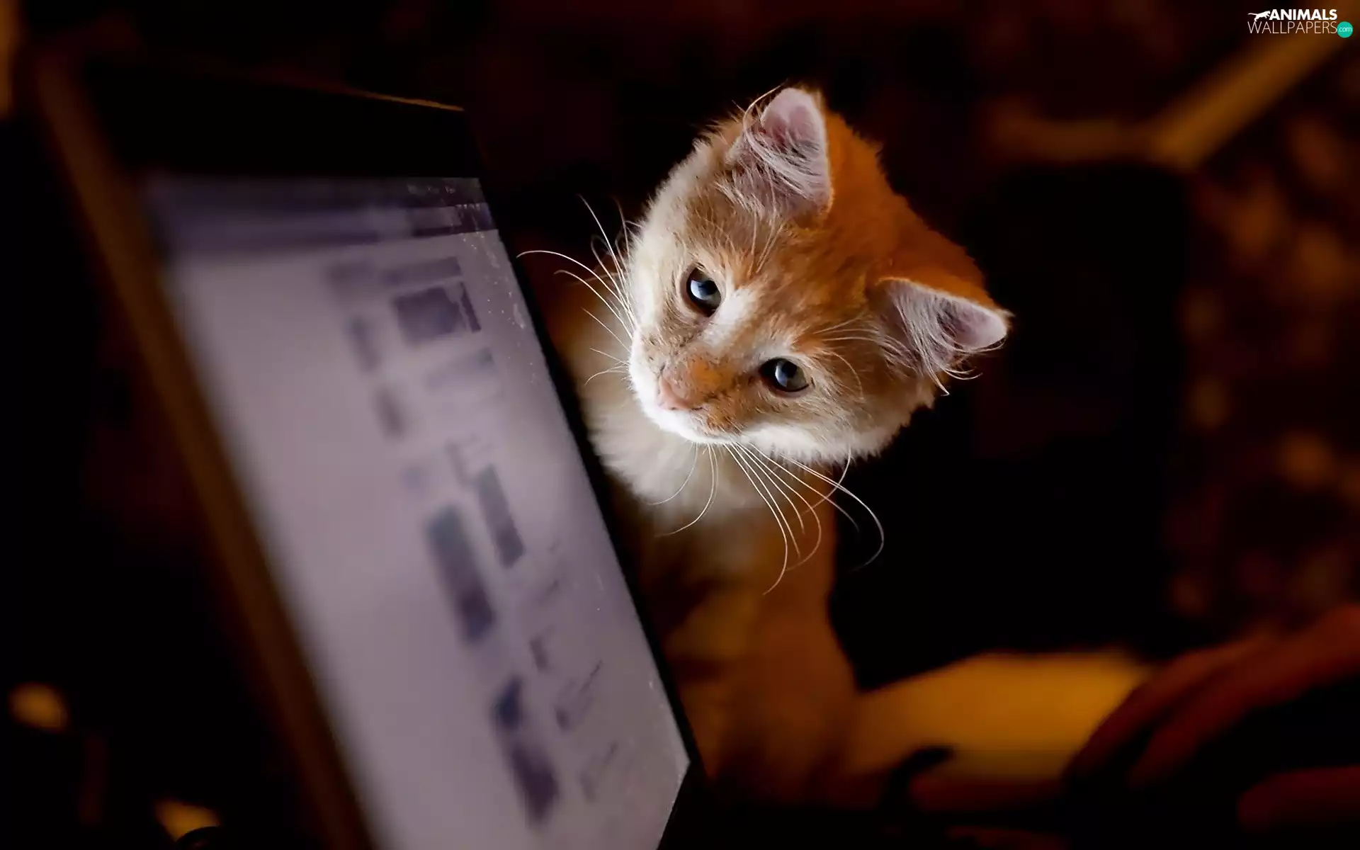 kitten, Computer, ginger, monitor