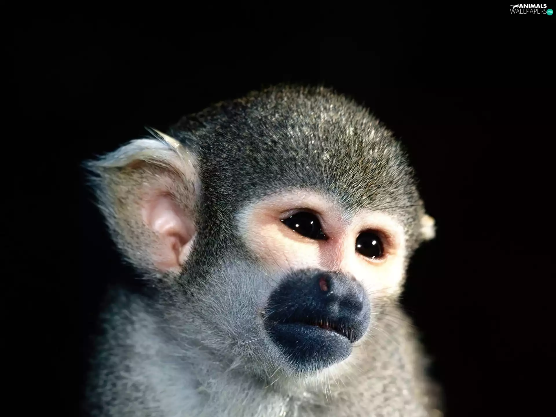 Monkey, Lovely animals