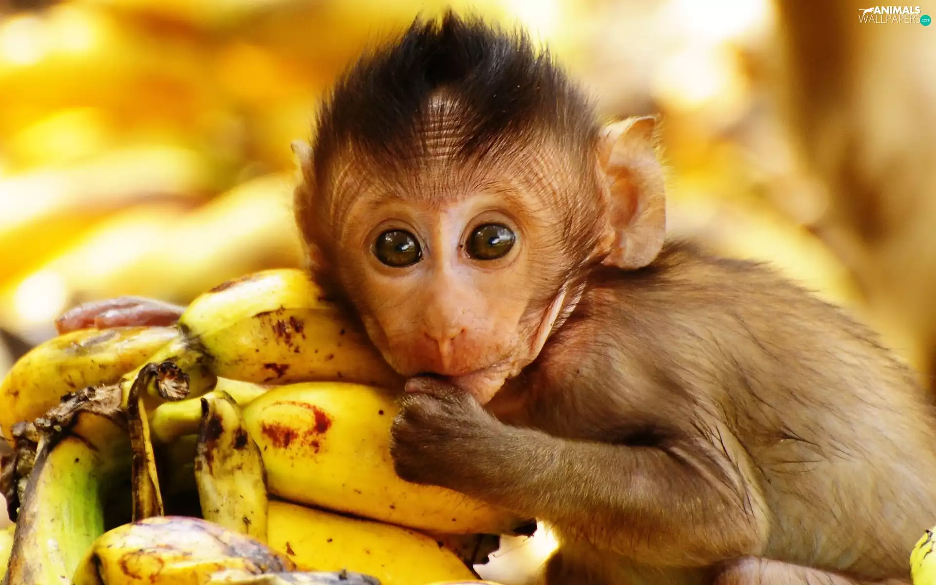 Monkey, bananas