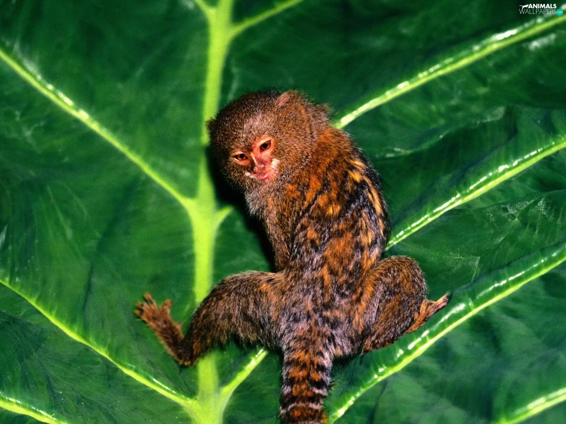 Monkey, leaf