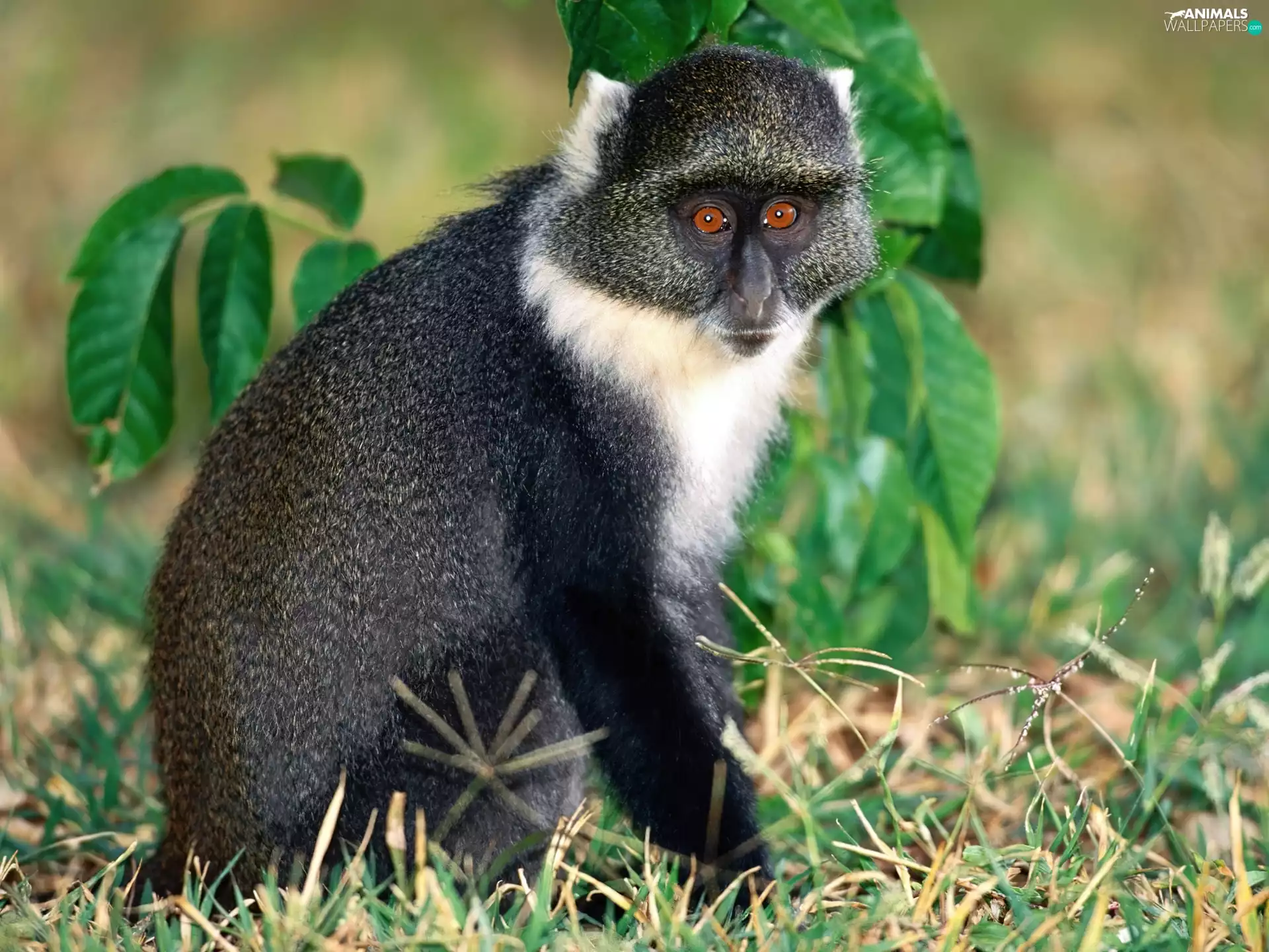 Monkey, lemur