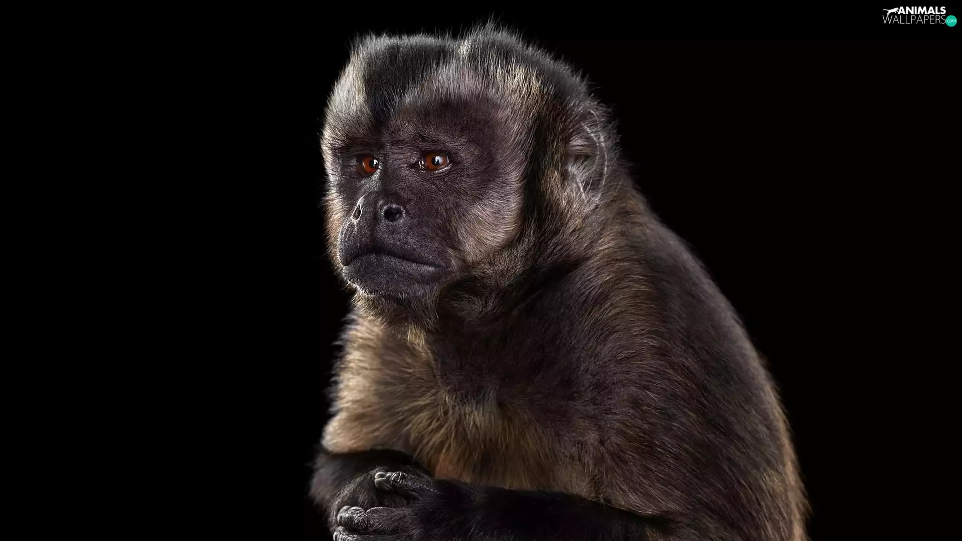 Monkey, capuchin monkey