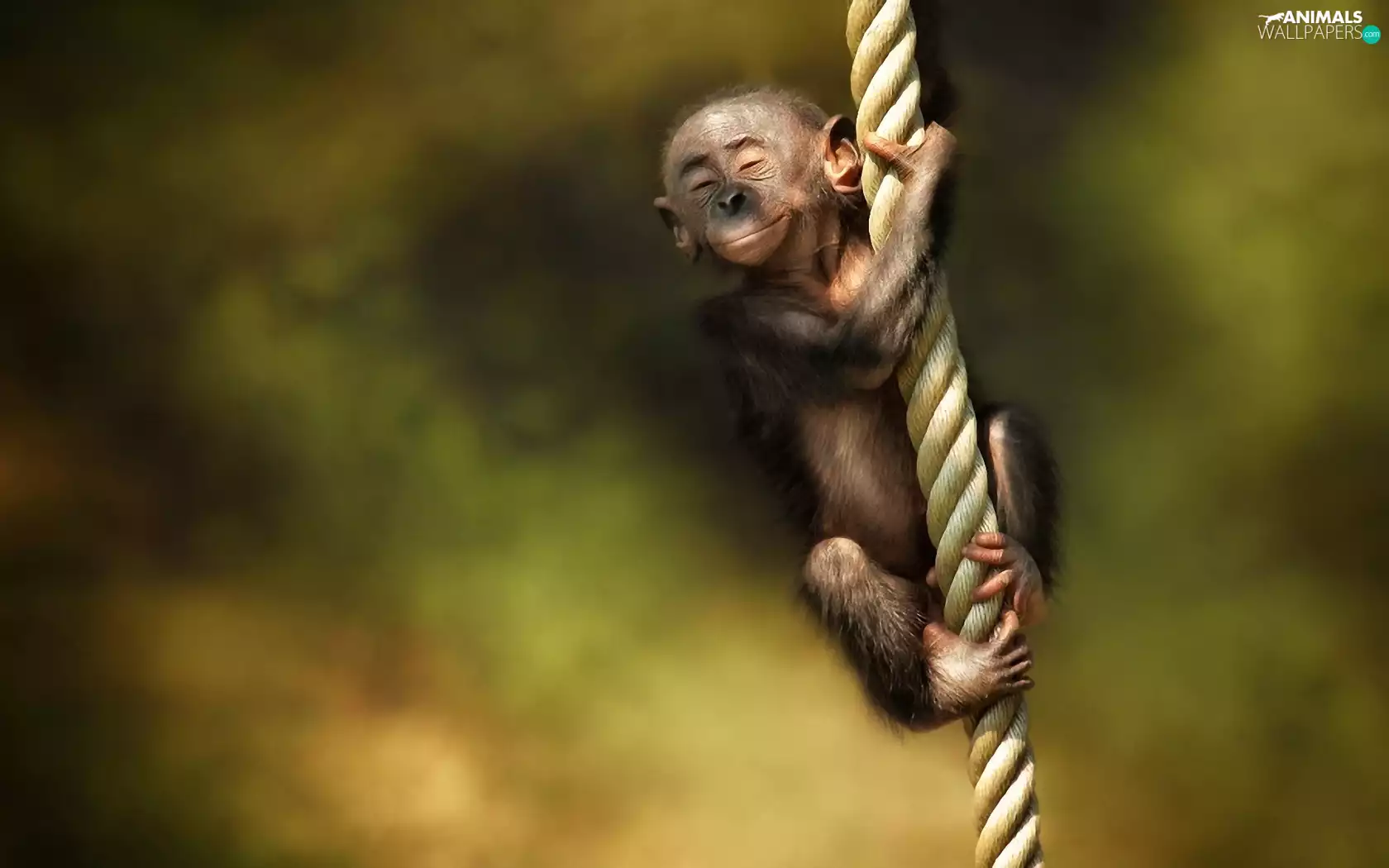 small, Smile, line, Monkey