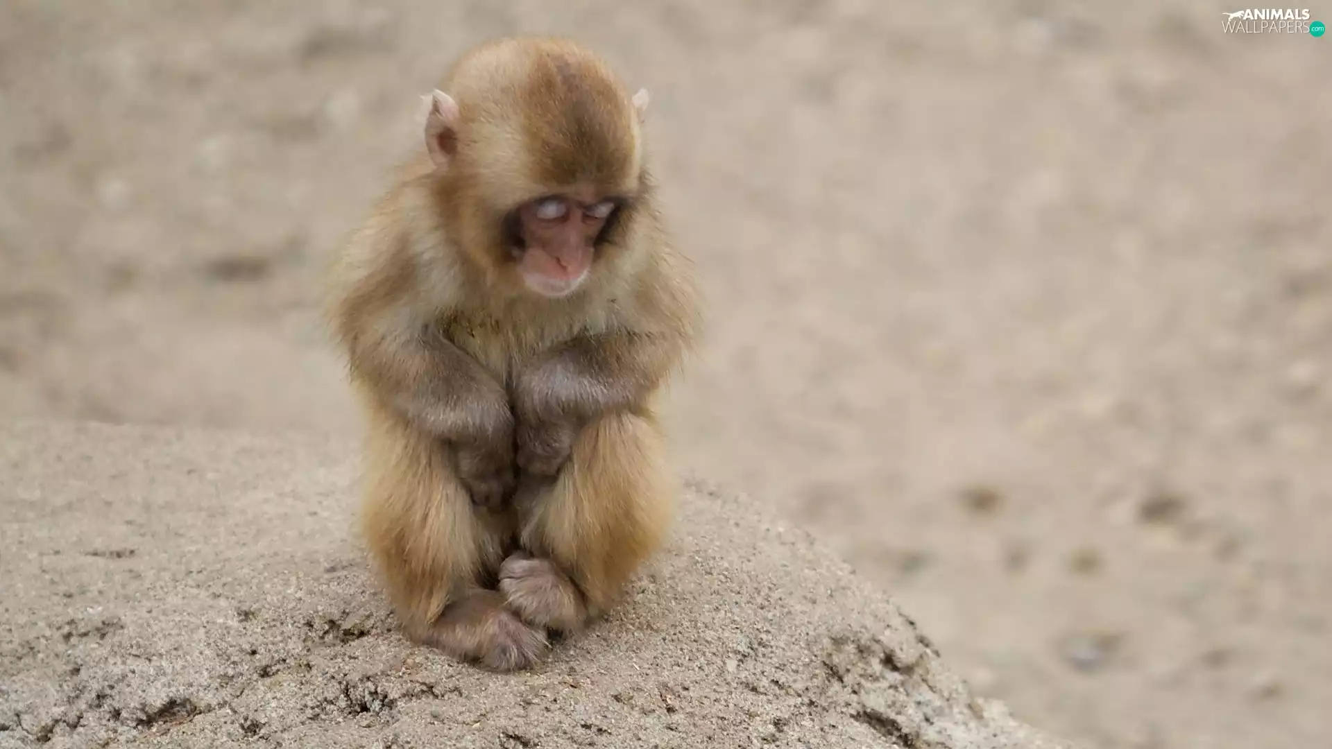 Monkey, sad, small