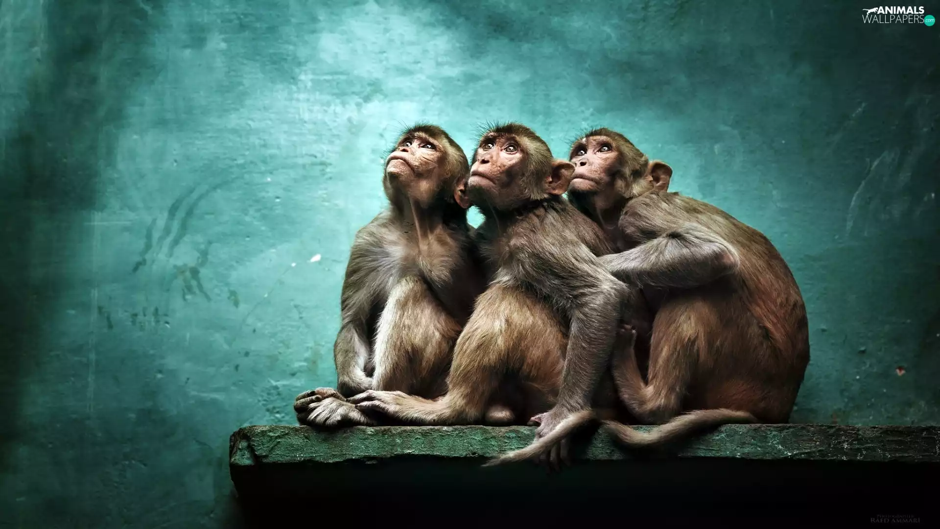 Rhesus Macaque, Three, green ones, background, Rhesus, monkey