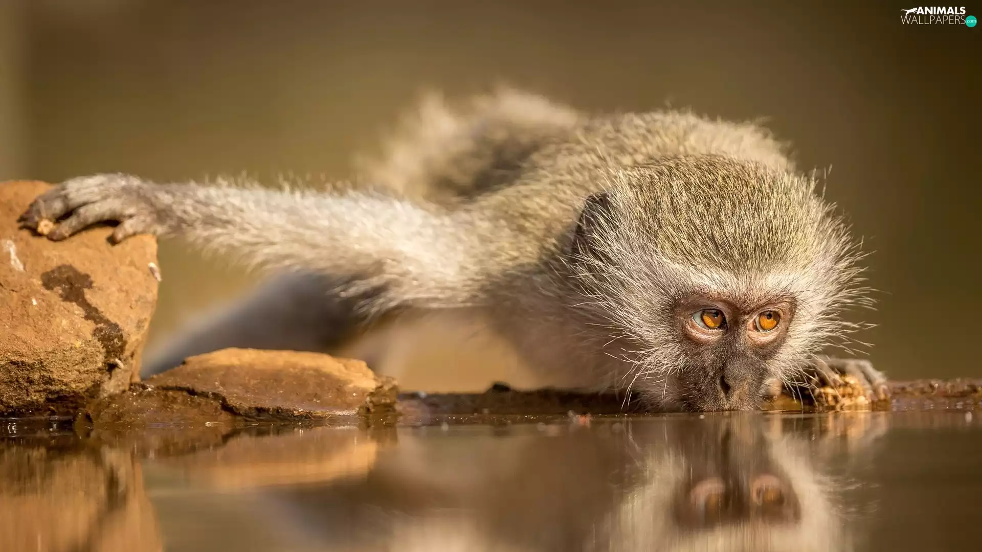 water, Green Monkey, Monkey