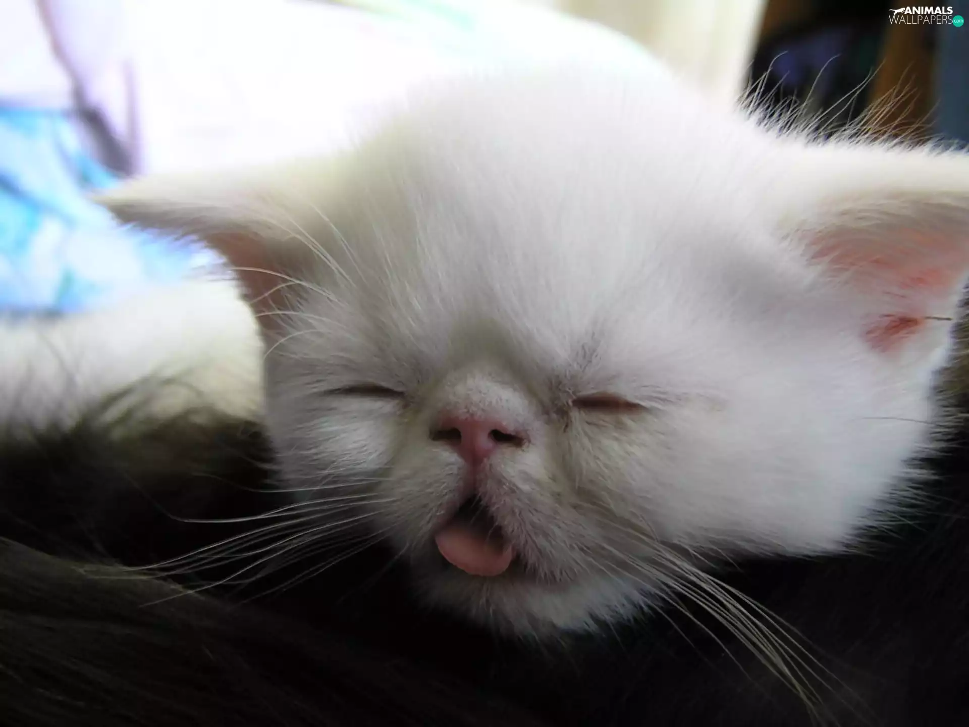 Funny monkey, white, cat, muzzle