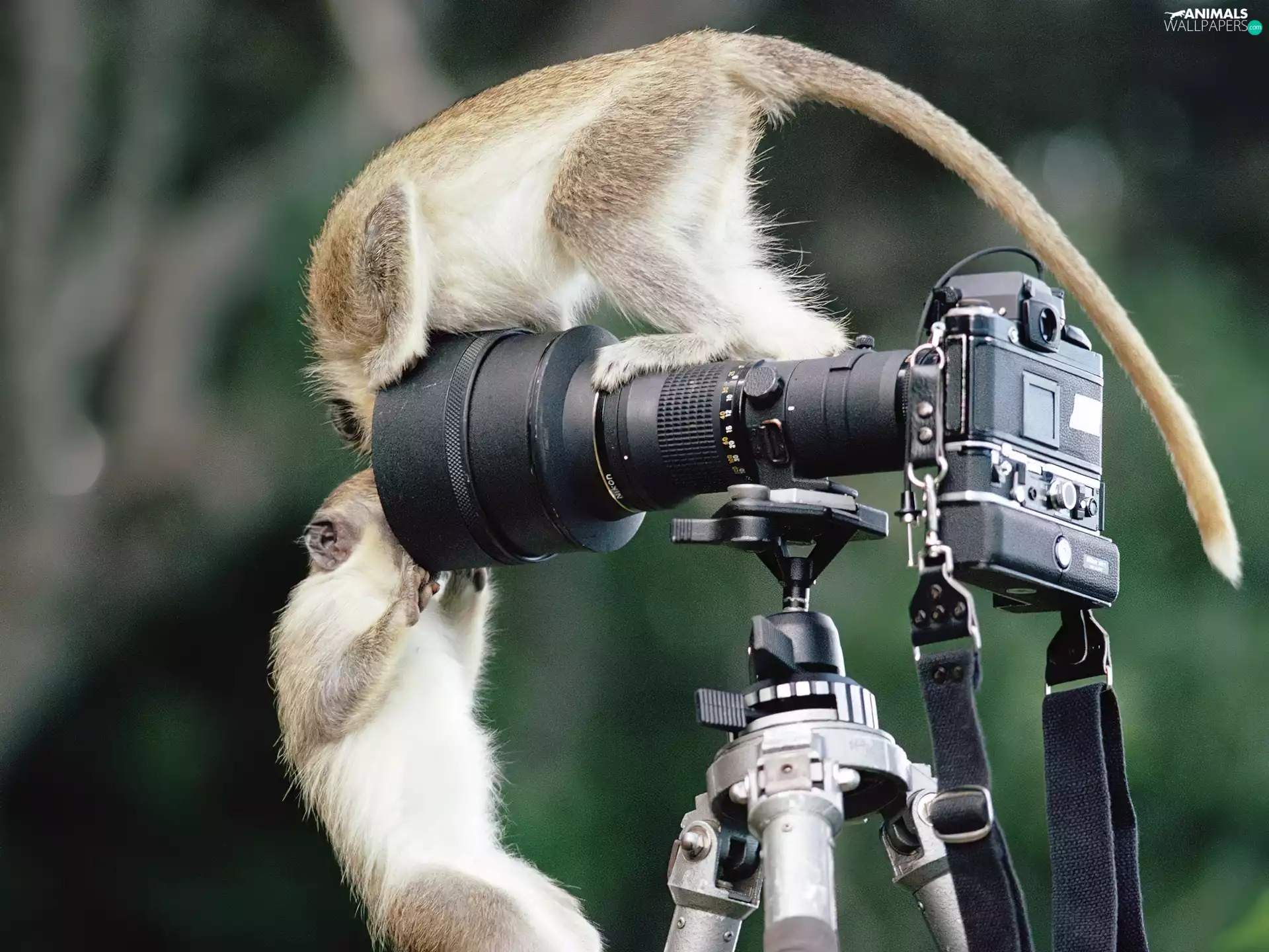 monkeys, Camera