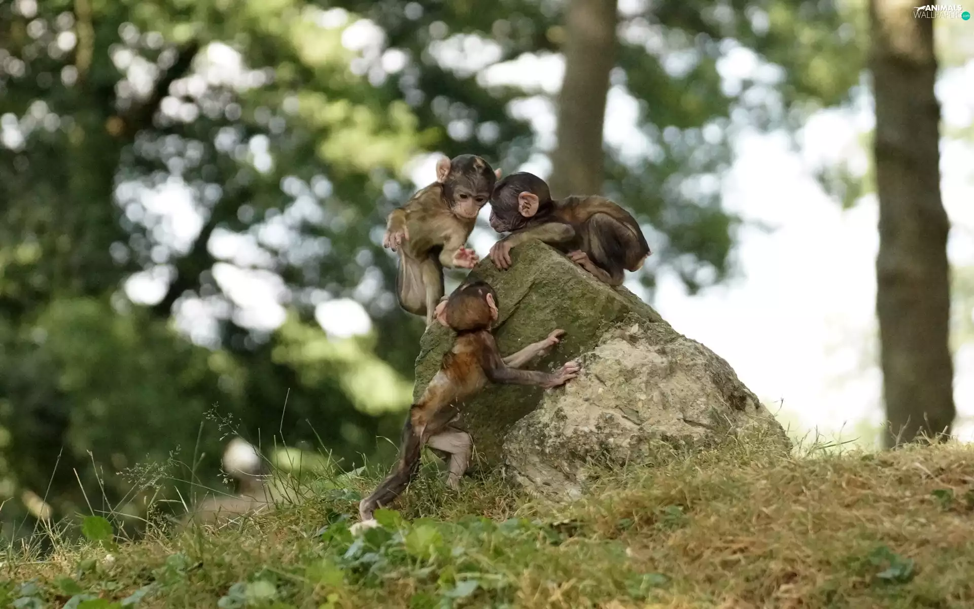 Three, Stone, grass, monkeys
