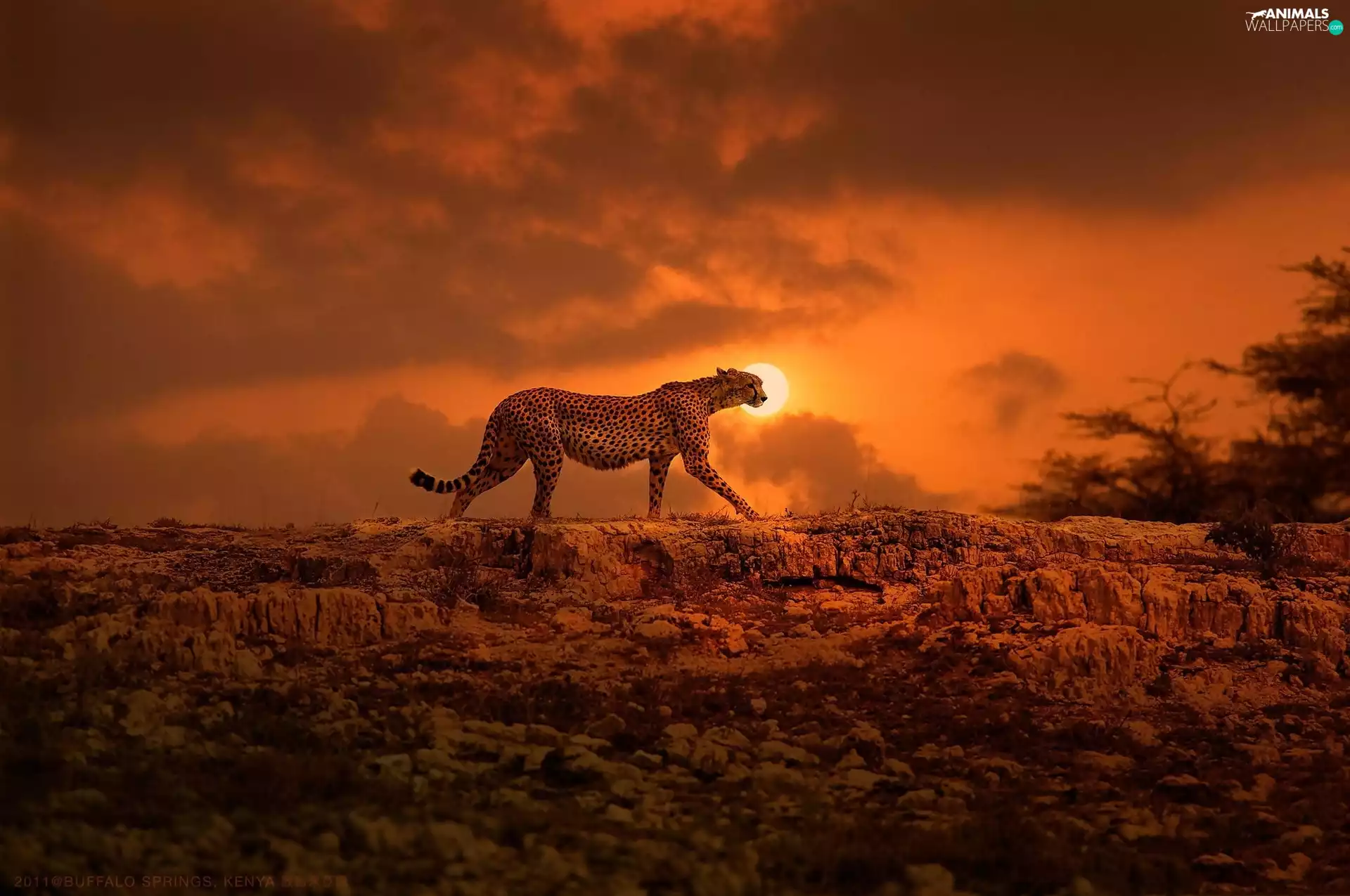 Cheetah, Night, hunting, moon