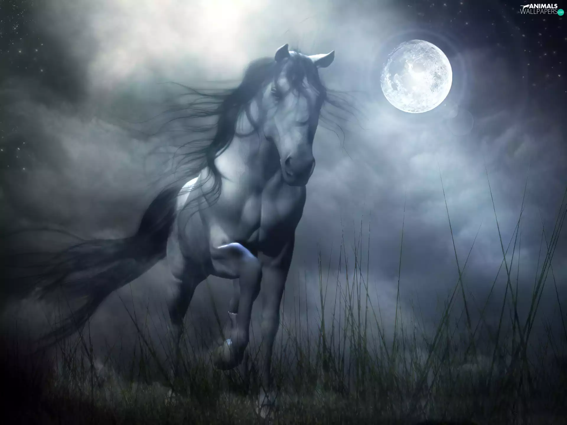 Night, Horse, gallop, moon