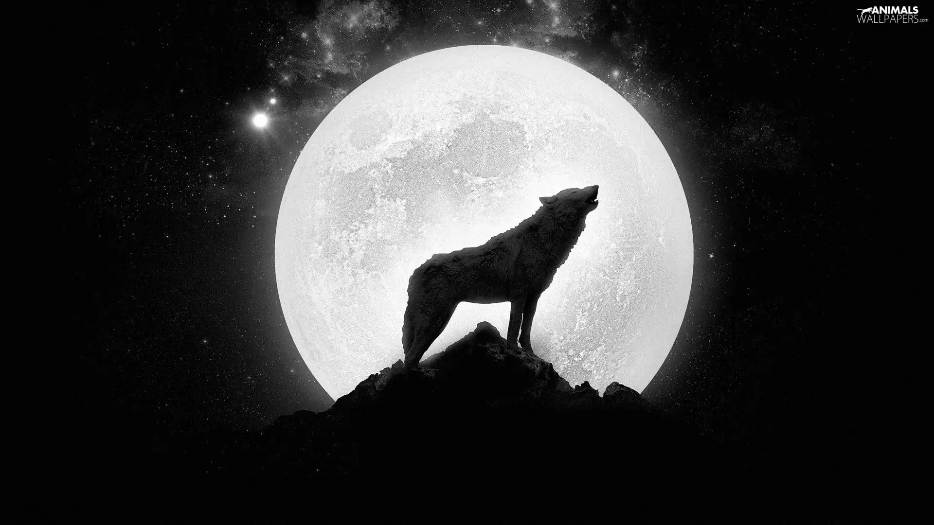 Wolf, star, Rocks, moon