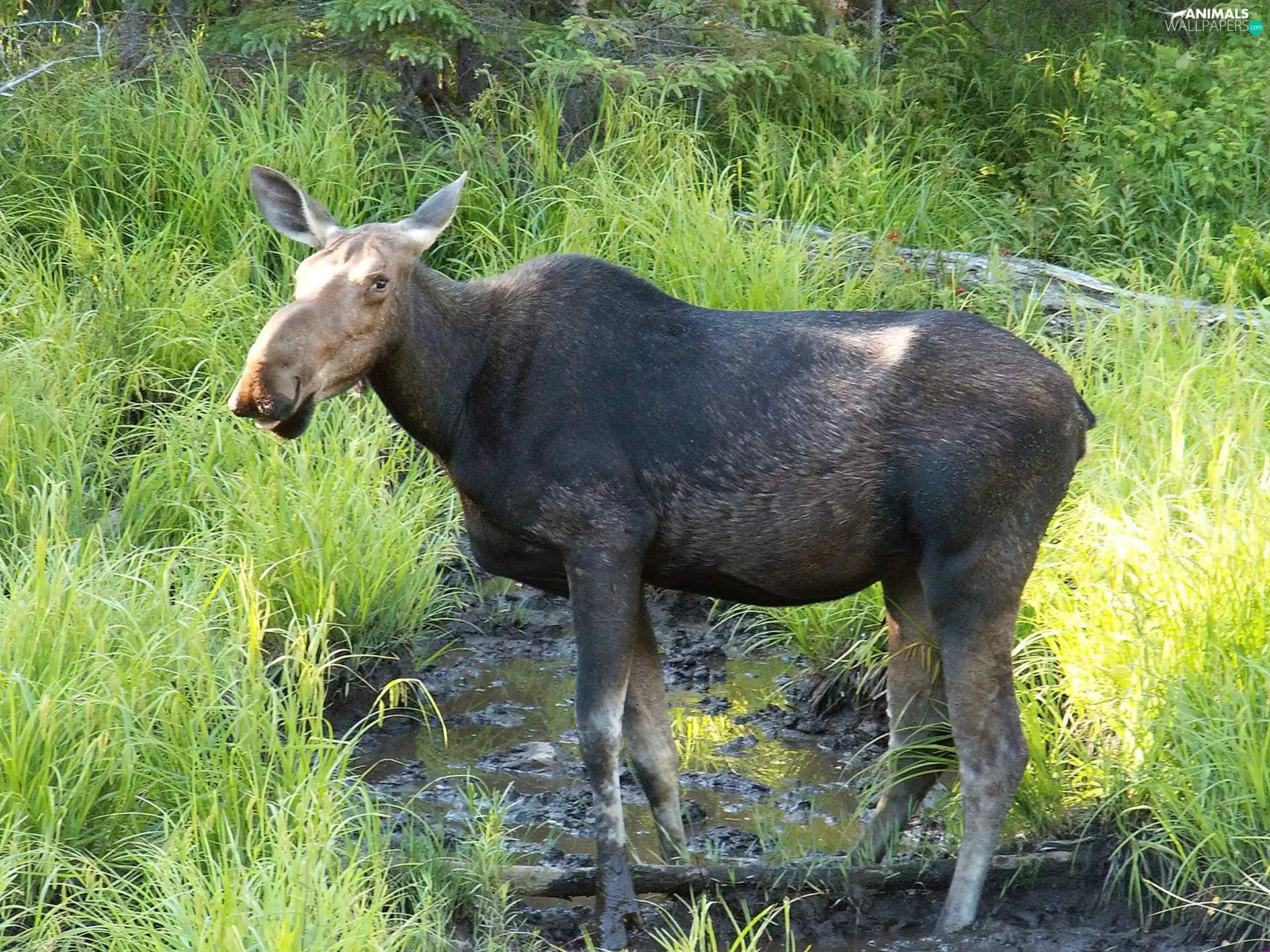 moose, grass